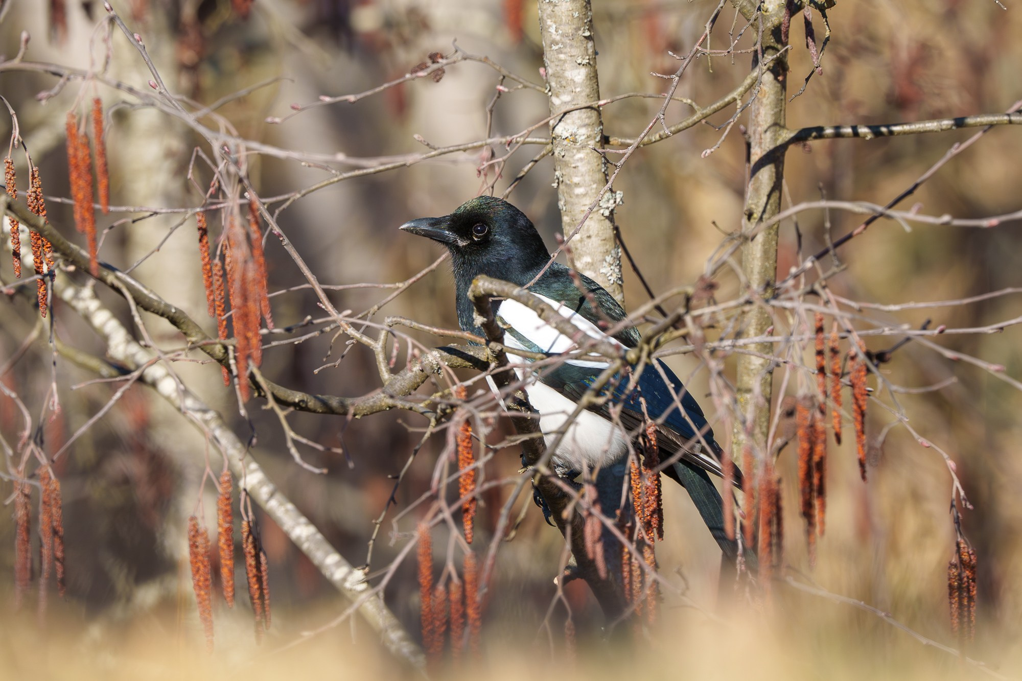Удивительные мир птиц. Вокруг нас столько прекрасного — присмотритесь!. Ваш личный фотограф Марина Волкова