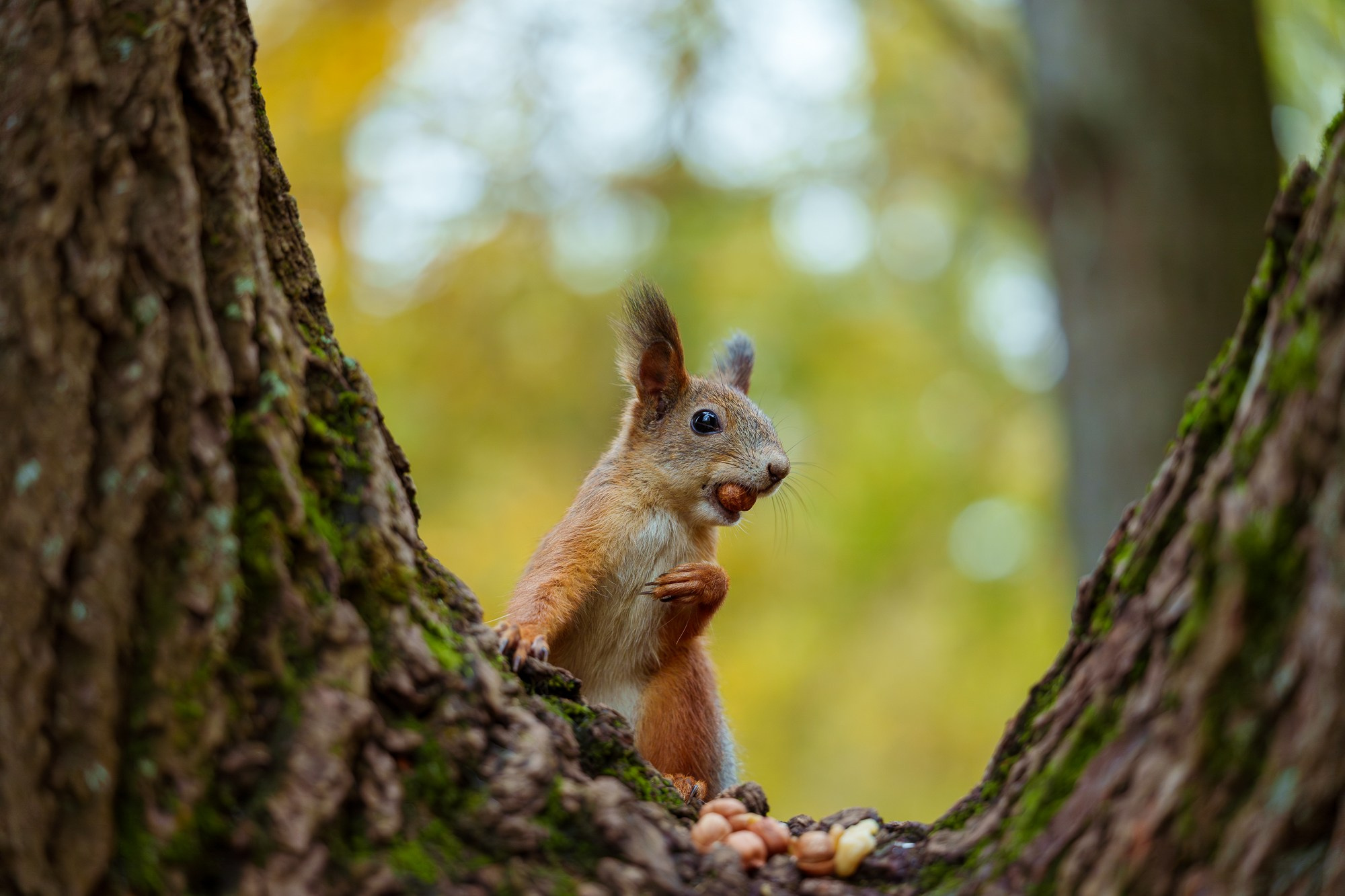 Животные. Ваш личный фотограф Марина Волкова