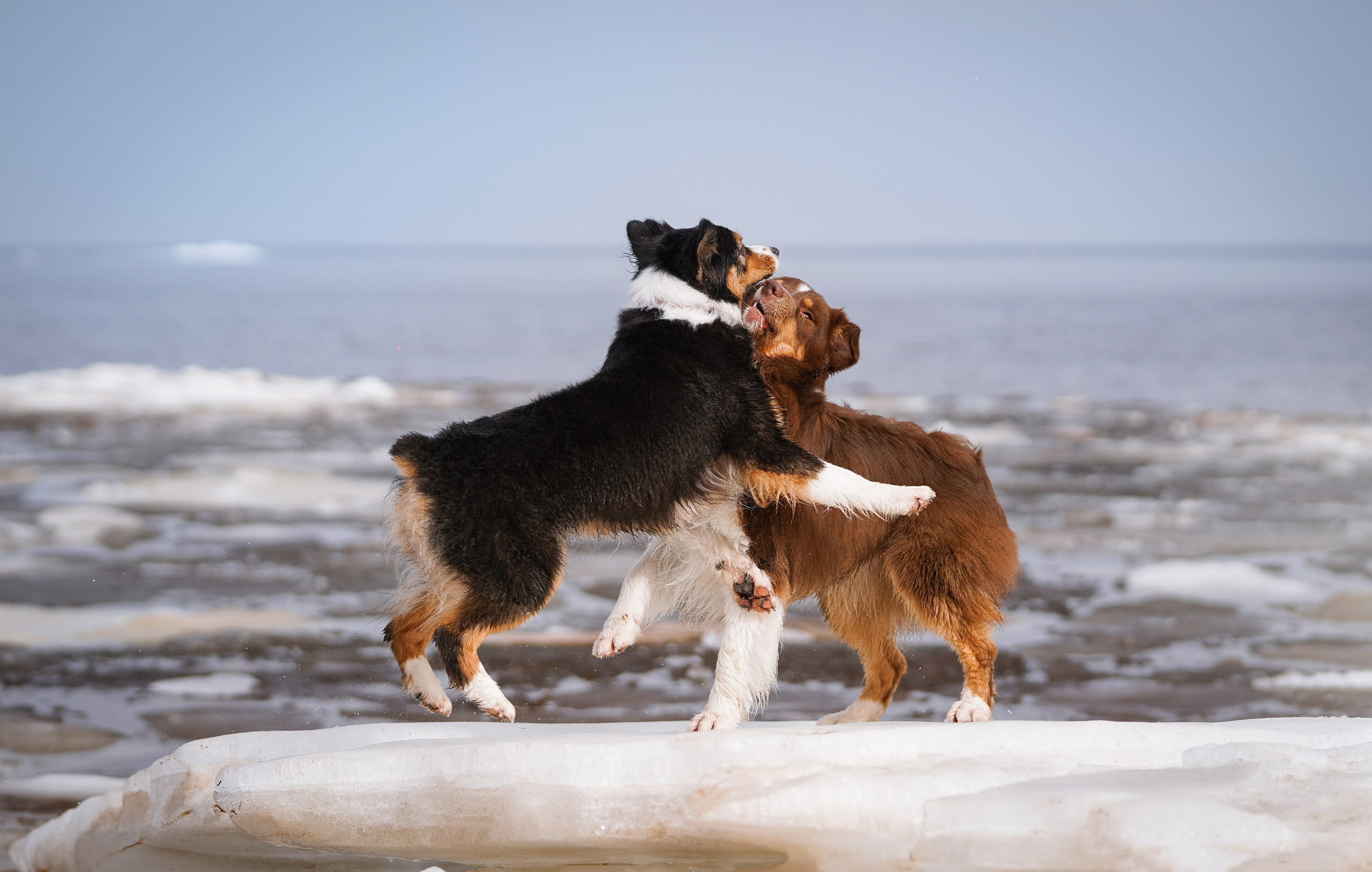 Аусси на Ладоге. Фотограф-анималист в Санкт-Петербурге Яна Мартынова
