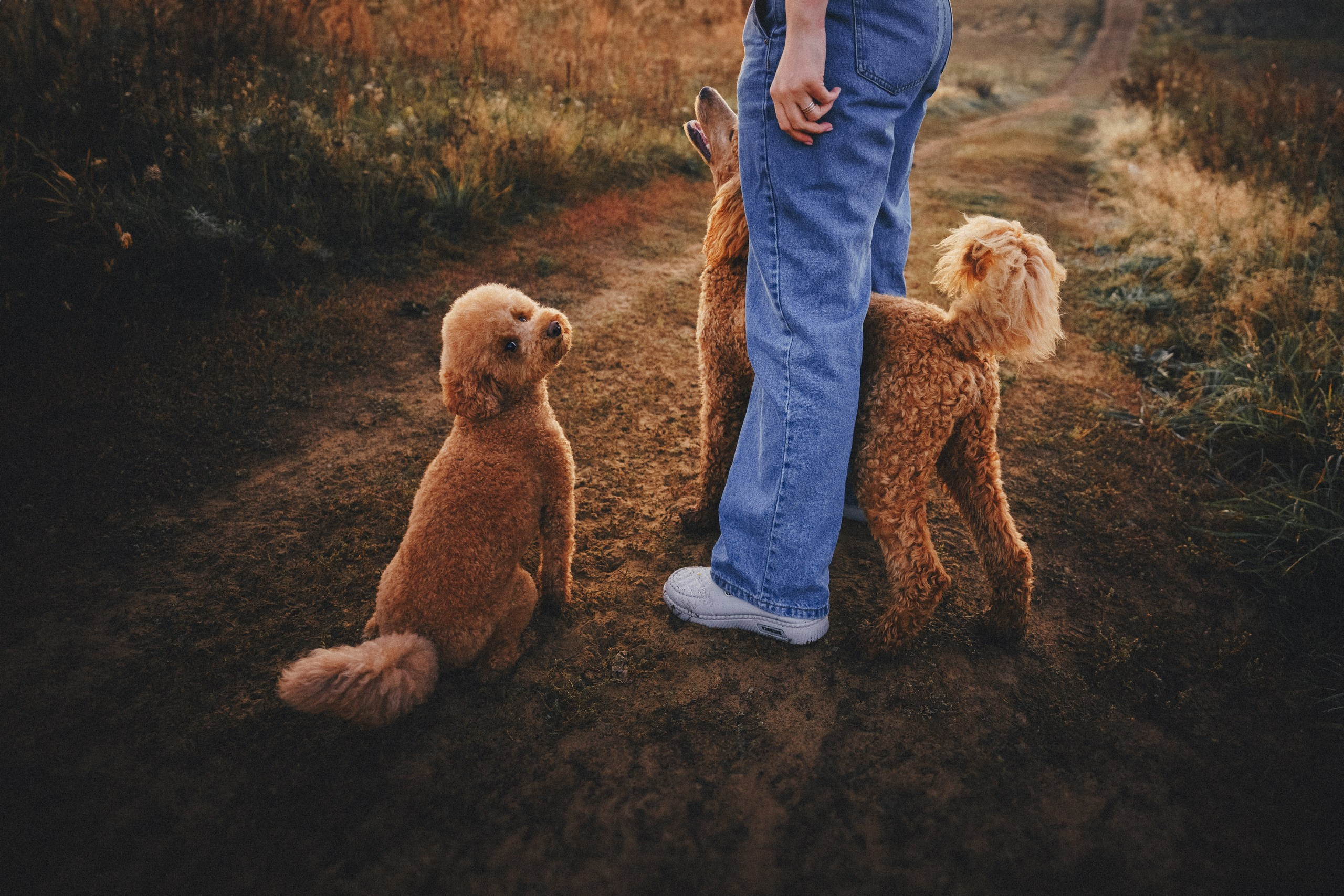 Юля, Кир и Цера. Фотограф анималист Осипчикова Мария