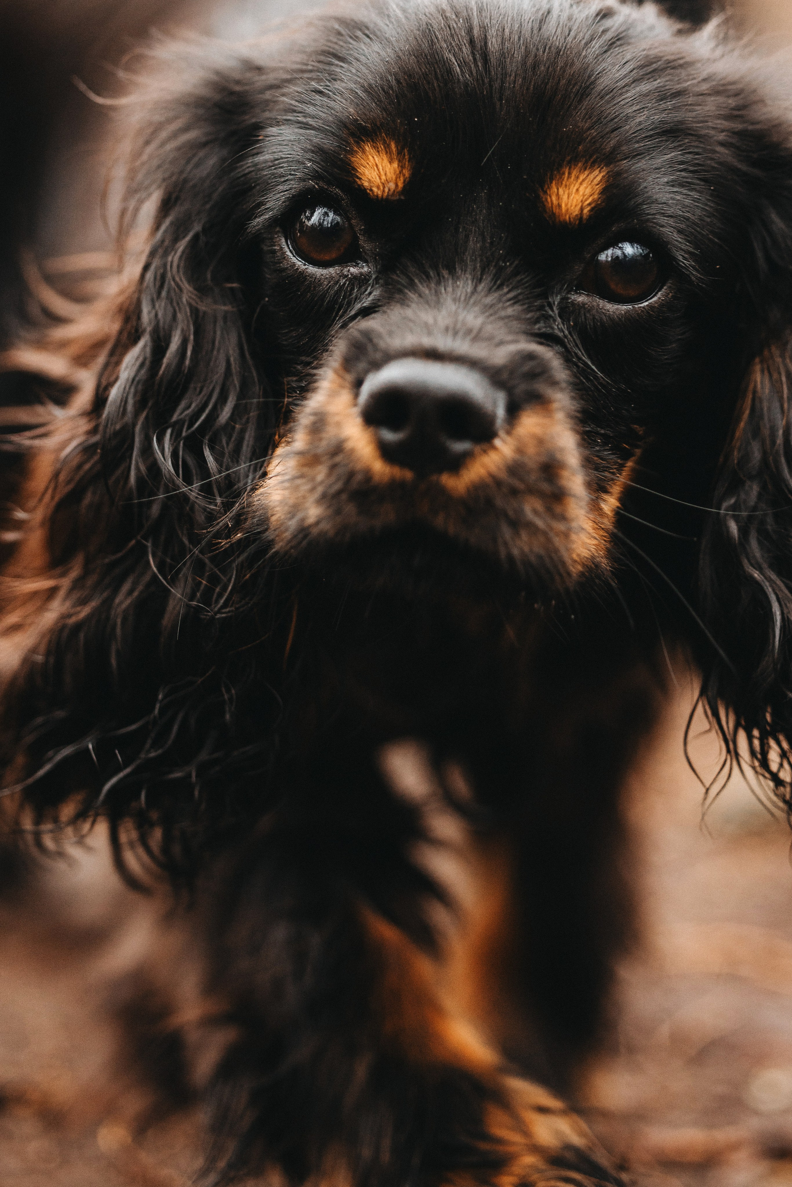 Встреча ККЧС. Фотограф анималист Осипчикова Мария