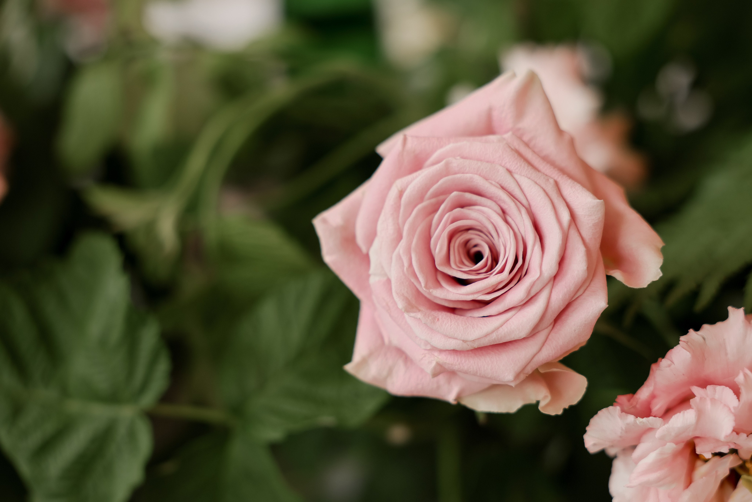 Pavel & Ekaterina. Kharchenkotatianaweddingphoto