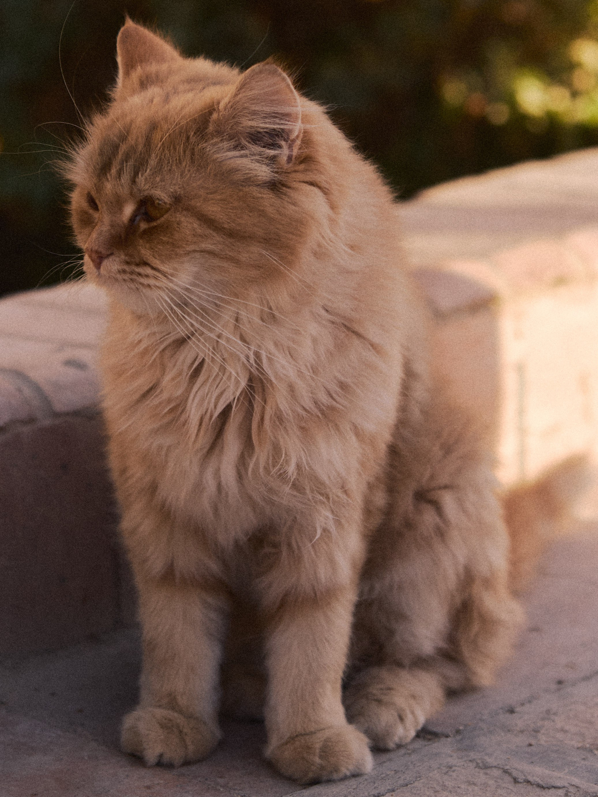 Другое 2. Jorgis Talè — photographer, kind person, teacher of arts and other mag