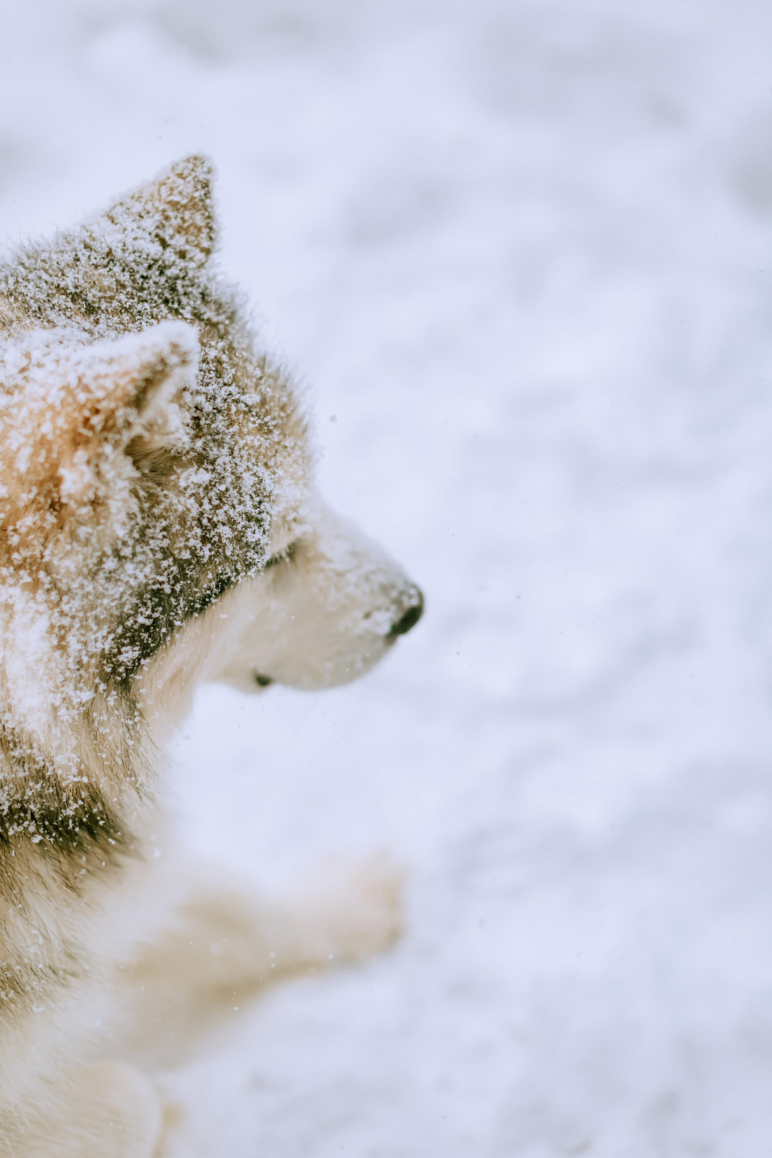София и аляскинский маламут. Фото и видео Москва, Московский. Свадебный фотограф, видеограф, фотосессии, видеосъемка