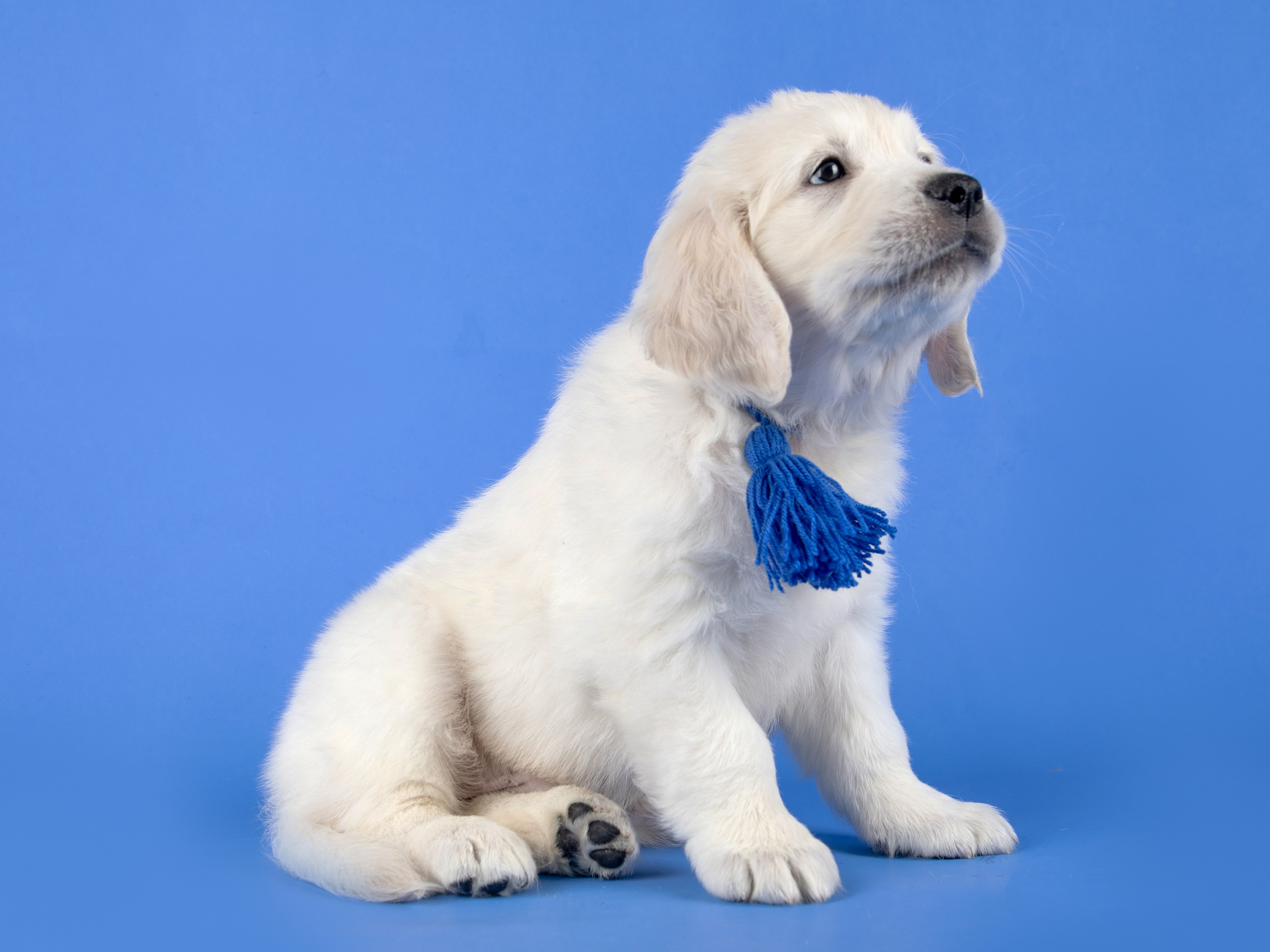 Голден Ретривер. Предметный и семейный фотограф в Санкт-Петербурге Катерина Стеклова