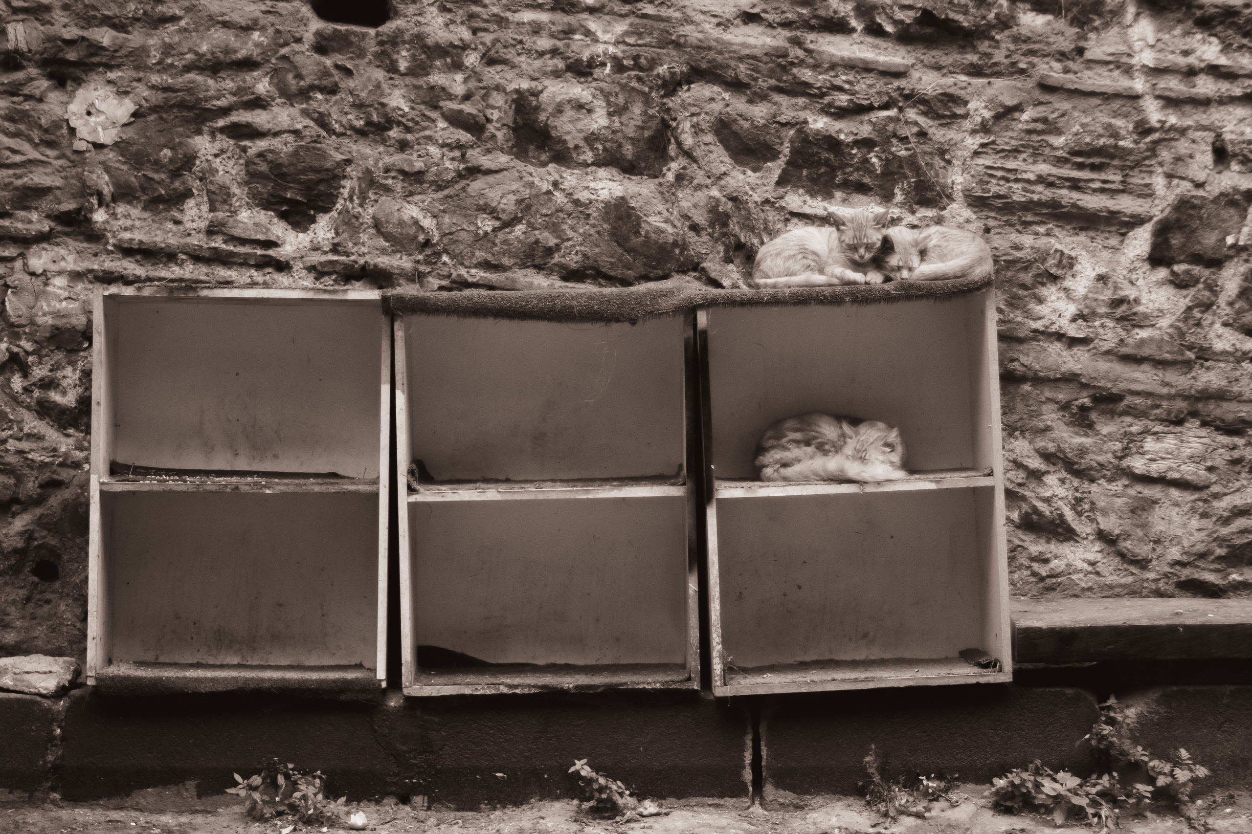 Животные. Фотограф Москва, портрет, стрит, репортаж. Художественная фотосессия