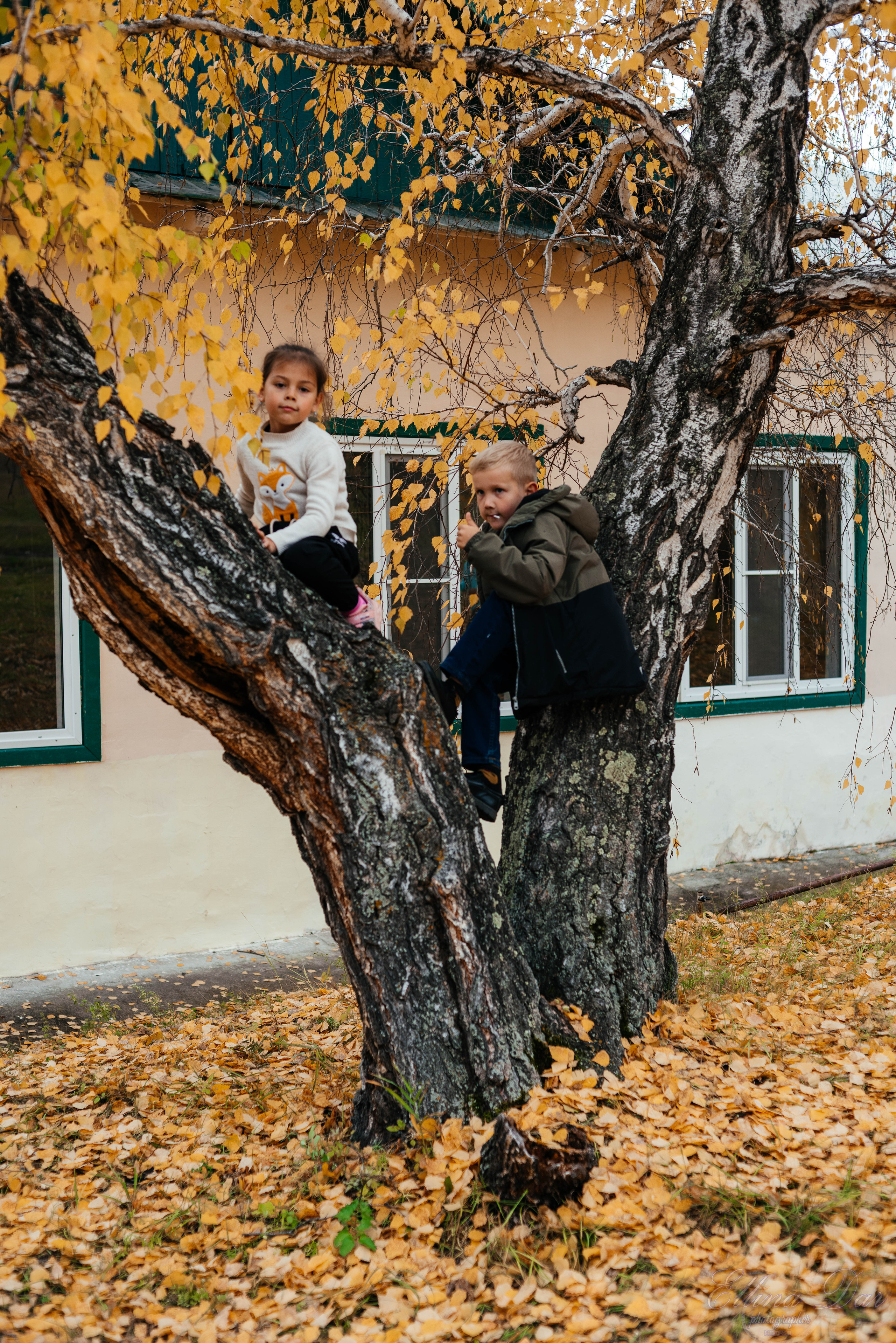 Берёзка на Верхней Березовке. Фотограф Эллина Дар г. Улан-Удэ