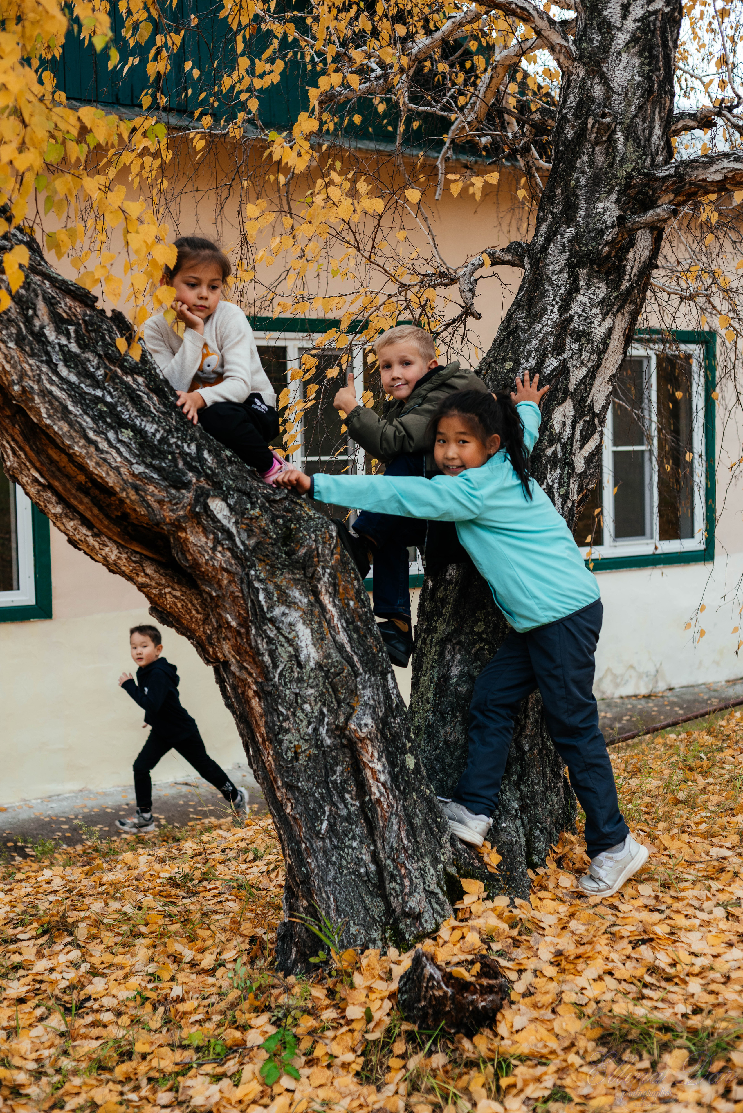 Берёзка на Верхней Березовке. Фотограф Эллина Дар г. Улан-Удэ