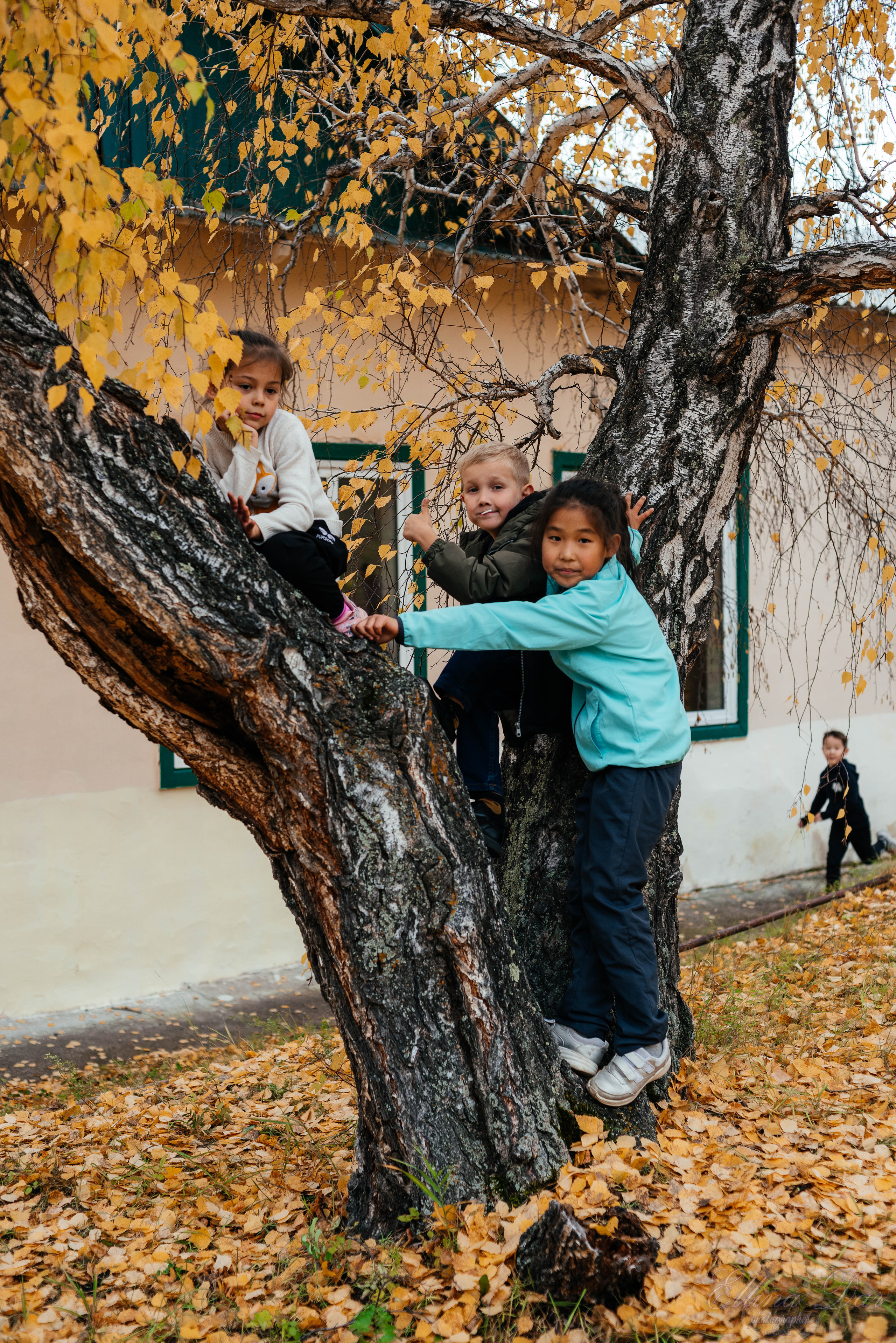 Берёзка на Верхней Березовке. Фотограф Эллина Дар г. Улан-Удэ