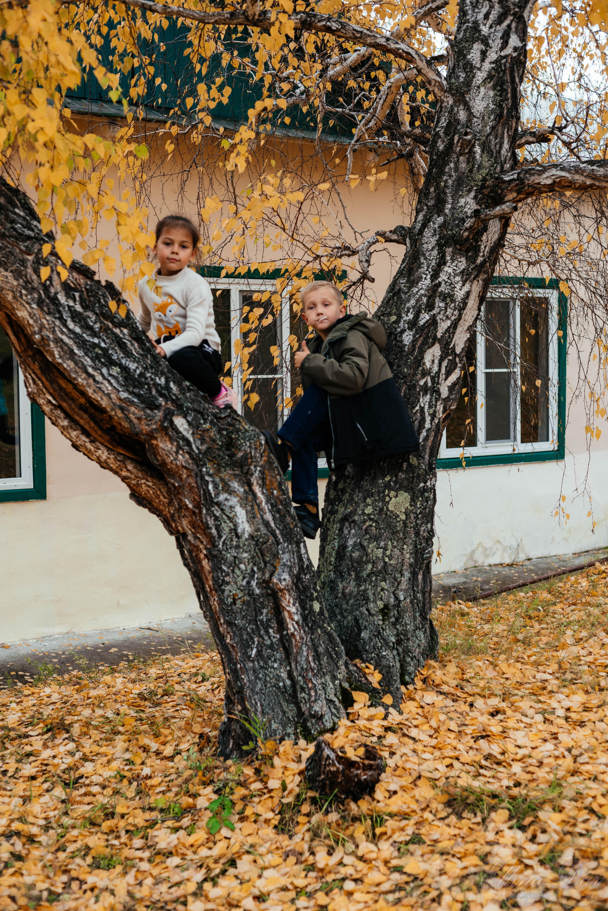Берёзка на Верхней Березовке. Фотограф Эллина Дар г. Улан-Удэ