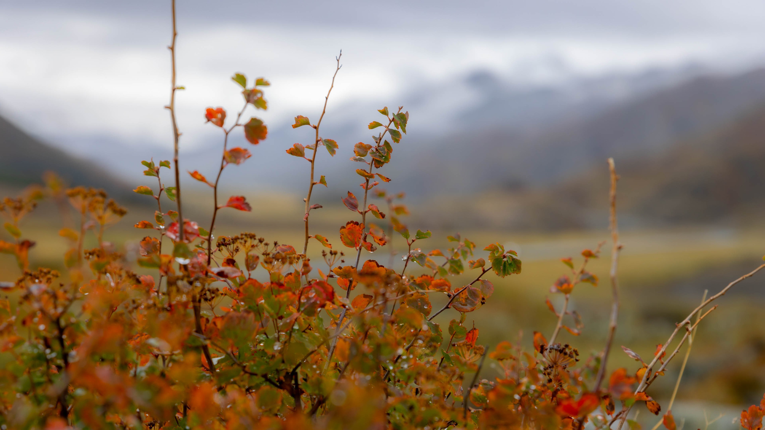 2025 09 Алтай. Чуйский тракт. Фотографии