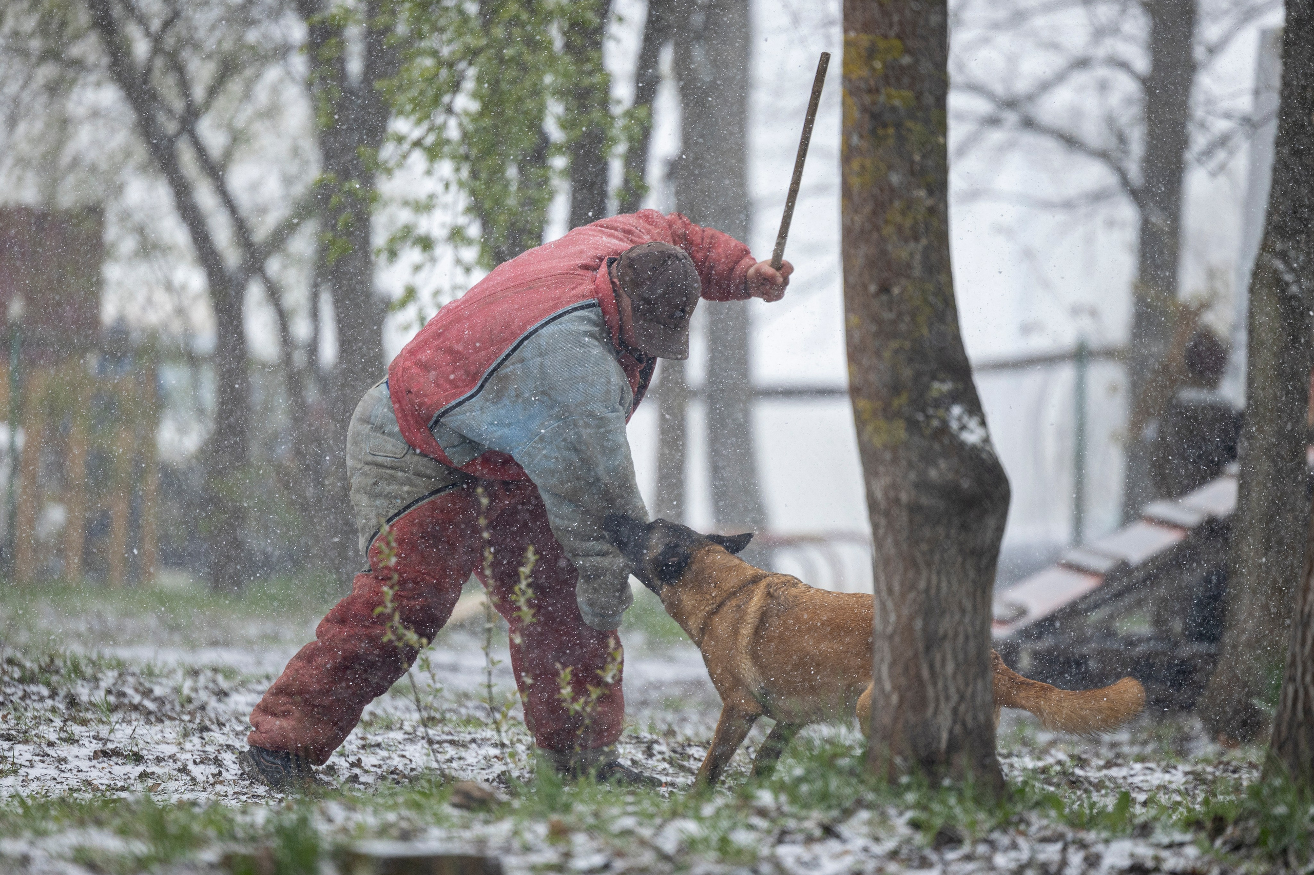 Квалификационные состязания по мондьорингу г. Вологда 11.05.24. Фотограф-анималист Анна Маринич