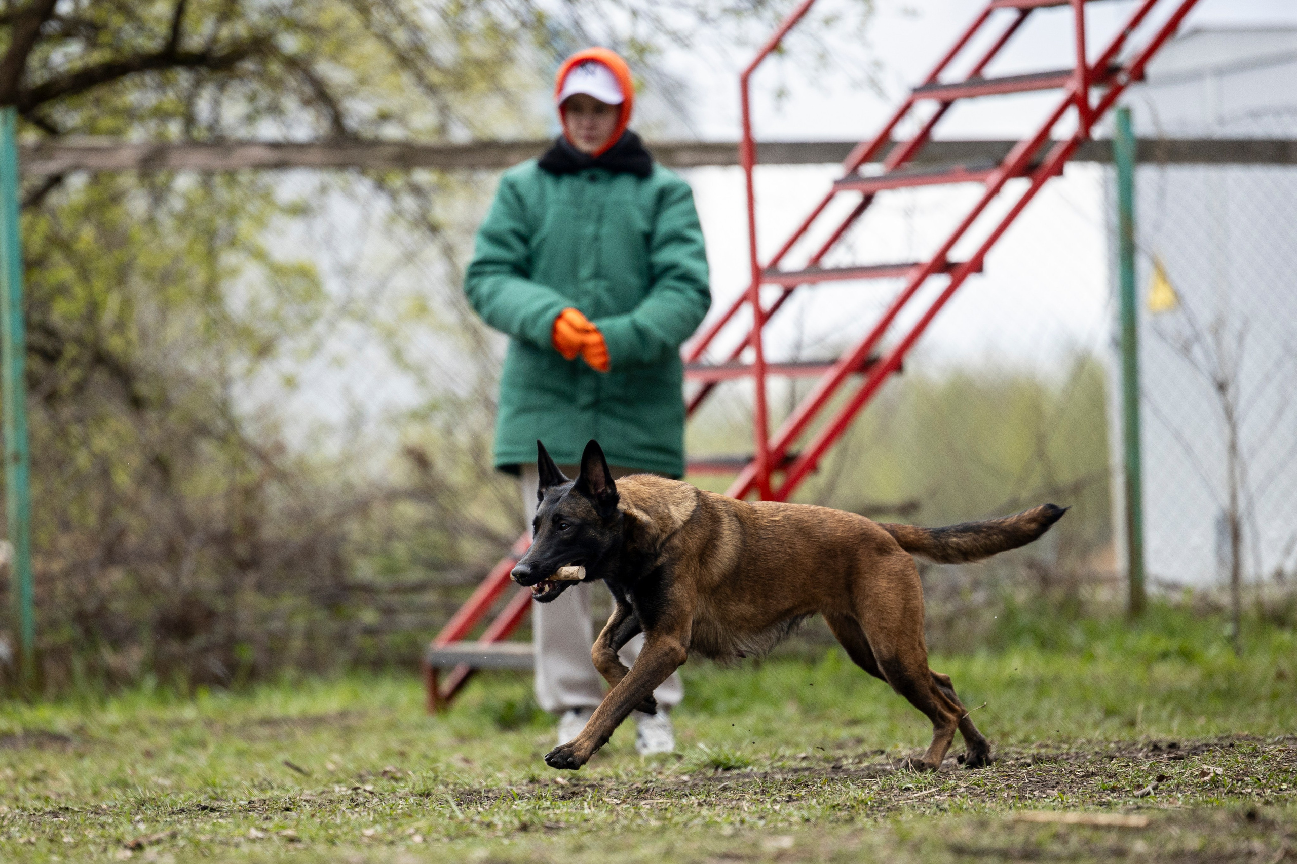 Квалификационные состязания по мондьорингу г. Вологда 11.05.24. Фотограф-анималист Анна Маринич