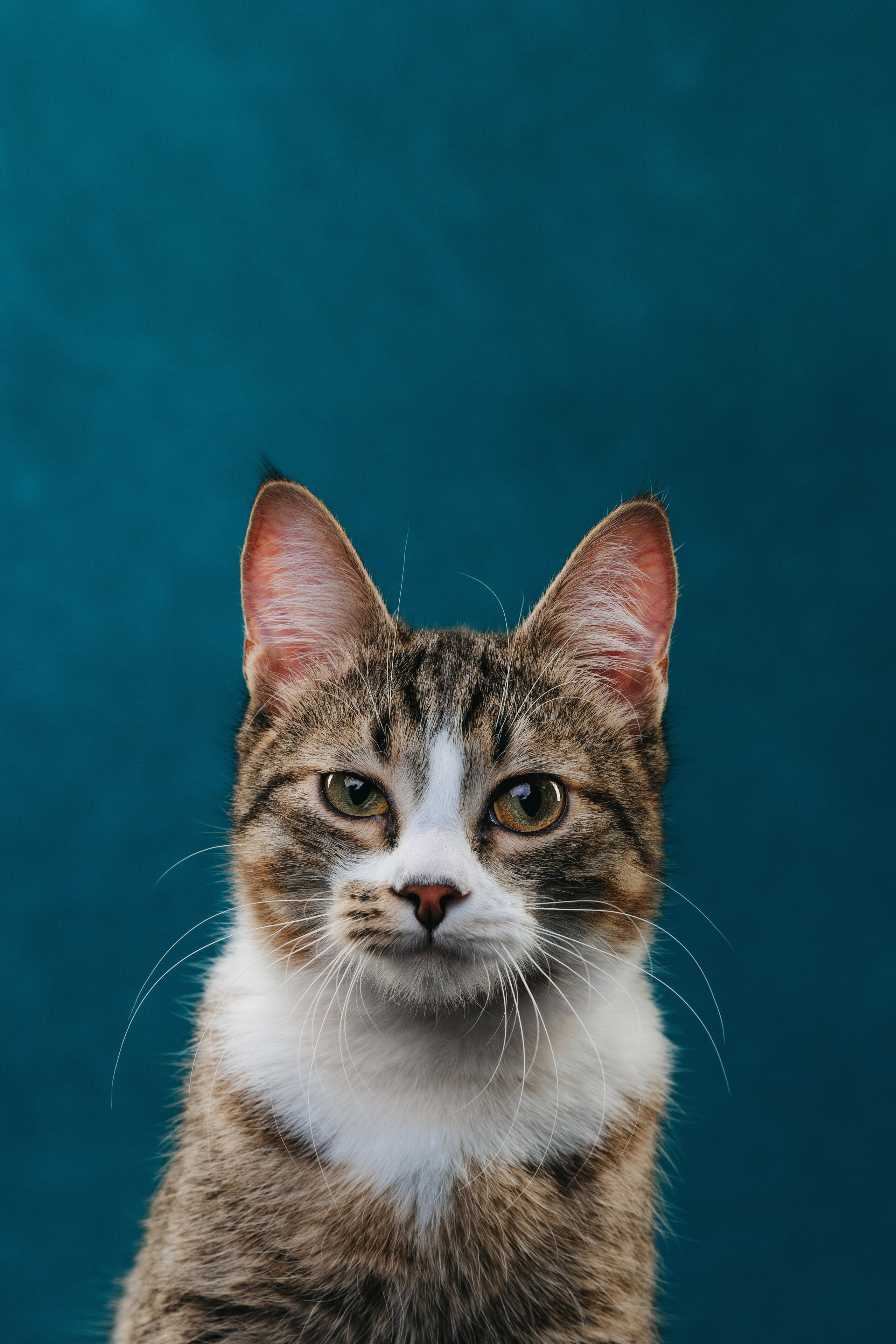 Коты Сет и Квентин. Фотограф анималист Осипчикова Мария