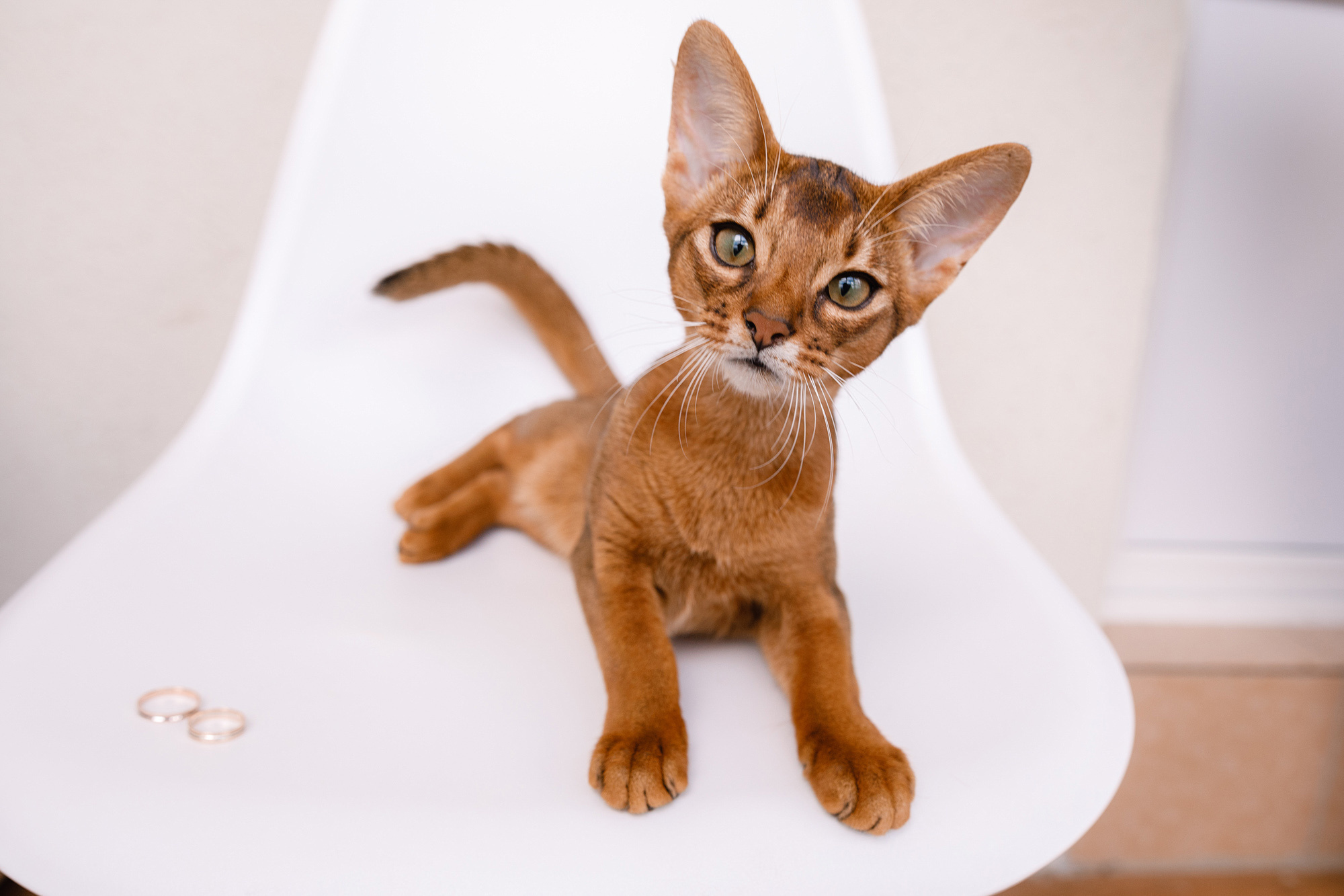 Свадьбы. Свадебный и портретный фотограф в Нижнем Новгороде Дарья Воронова