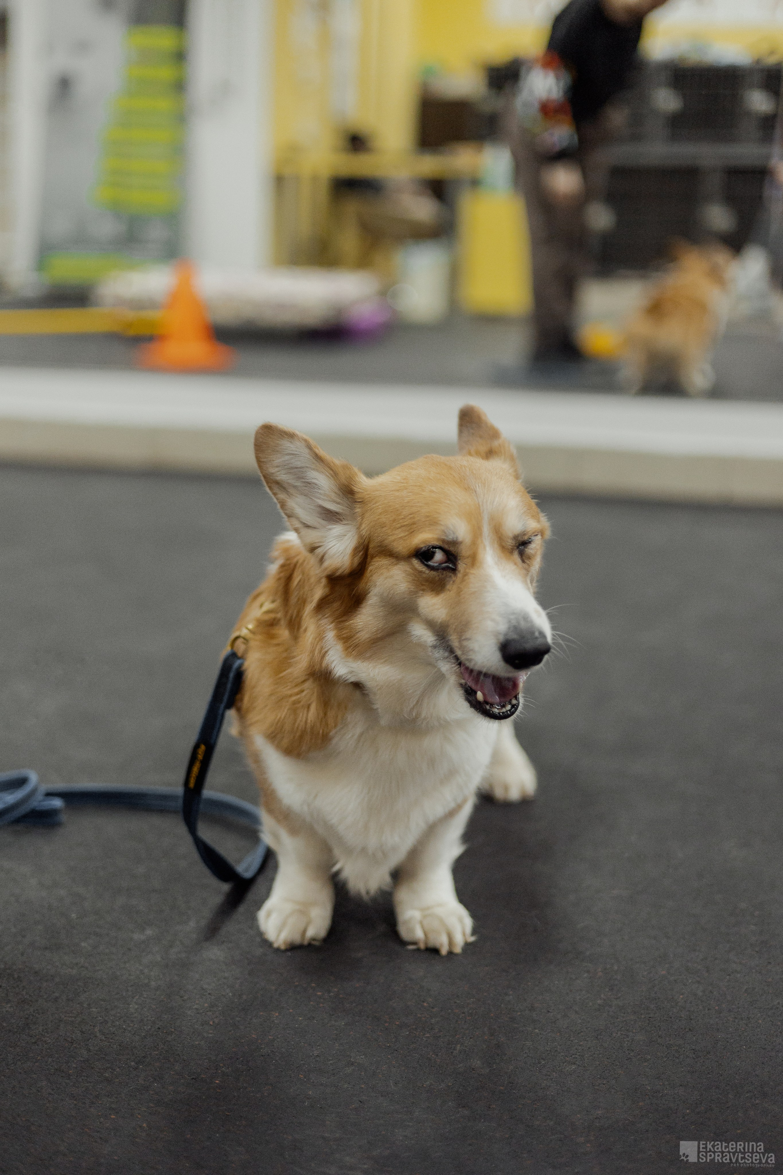 NoseWork. Фотограф Анималист Екатерина Справцева в Нижнем Новгороде