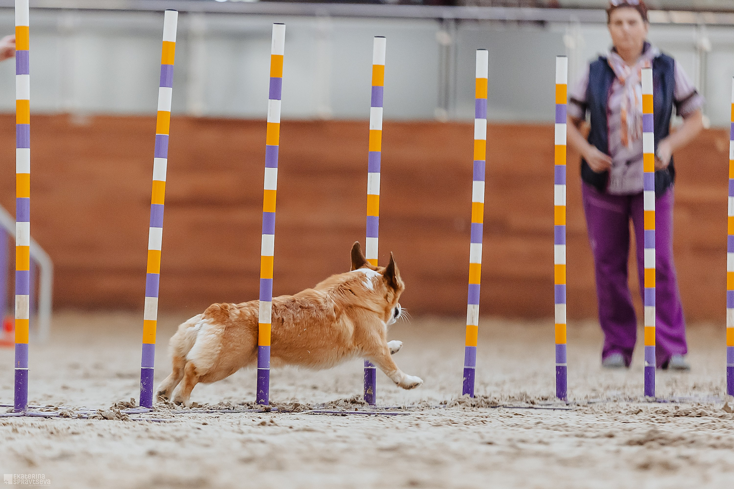 ЧРКФ Аджилити в Максима. Фотограф Анималист Екатерина Справцева в Нижнем Новгороде