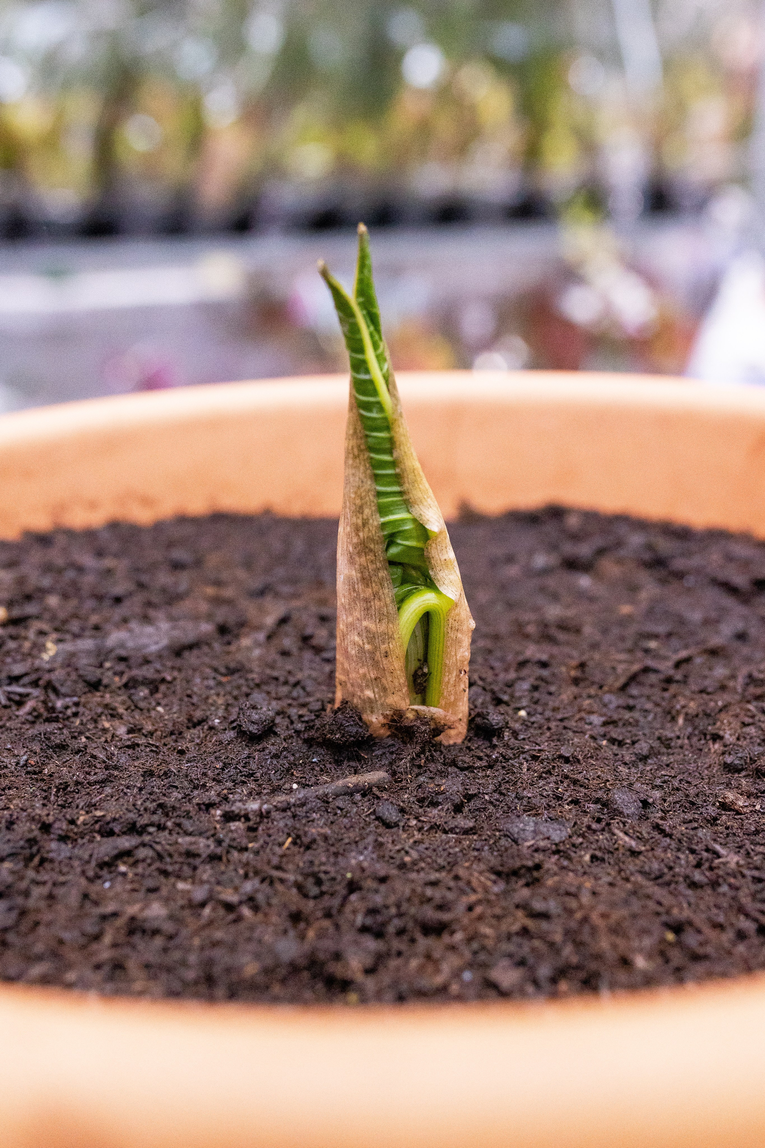 Орхидиум май 2025. Александра Куликова фотограф, Москва