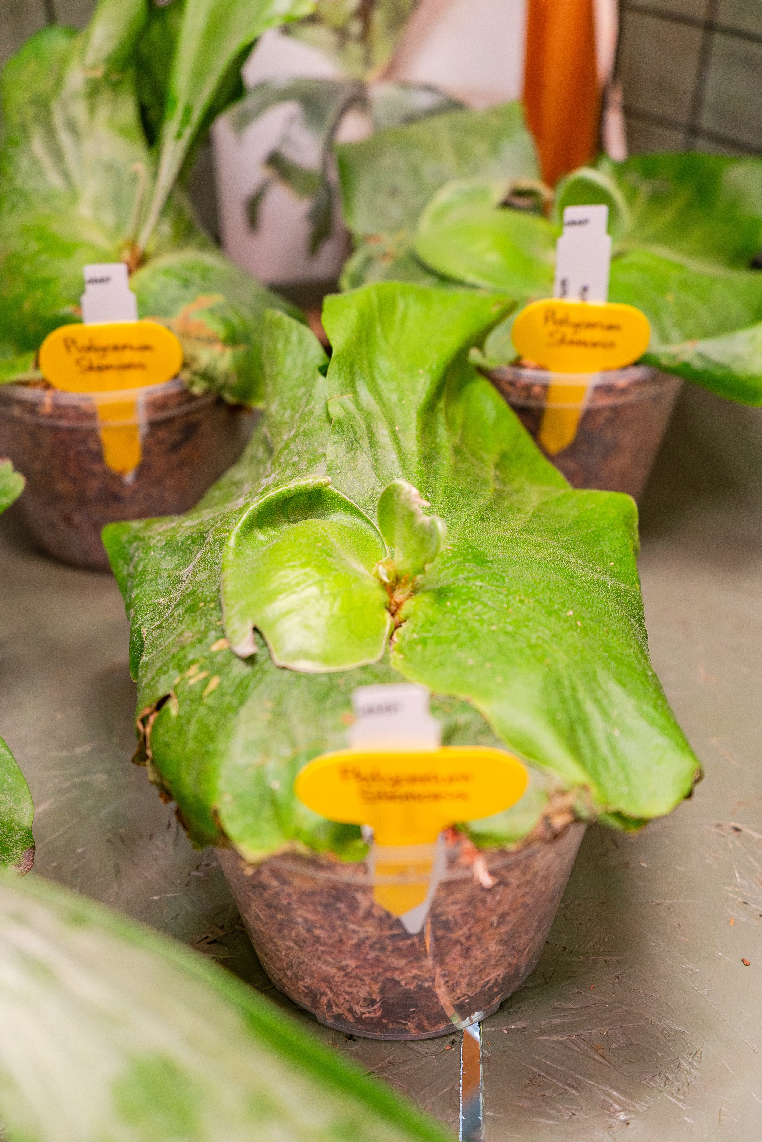 Make more plants. Александра Куликова фотограф, Москва