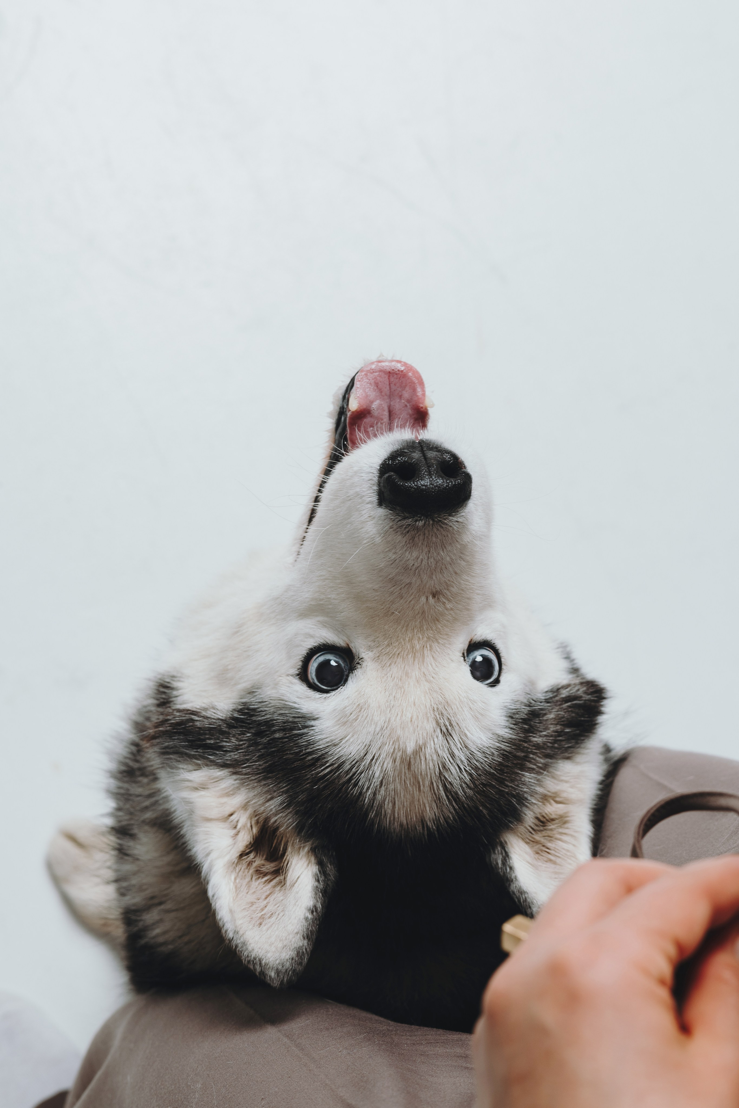 Елена, Дмитрий, Джем и Зефир. Фотограф — анималист Владивосток, Алина