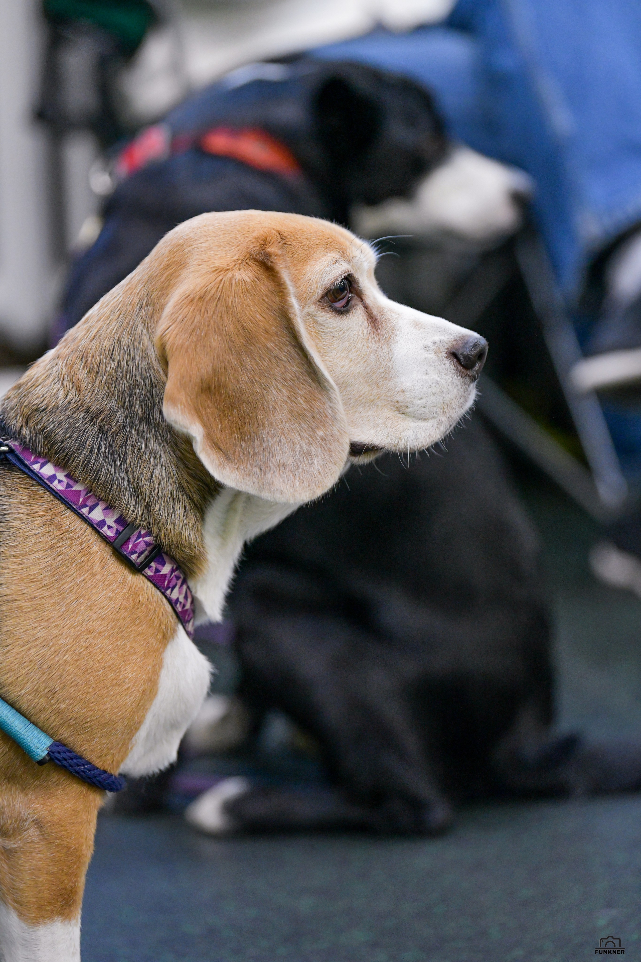 Кинологический клуб «Бодрый хвост». Свой взгляд через объектив
