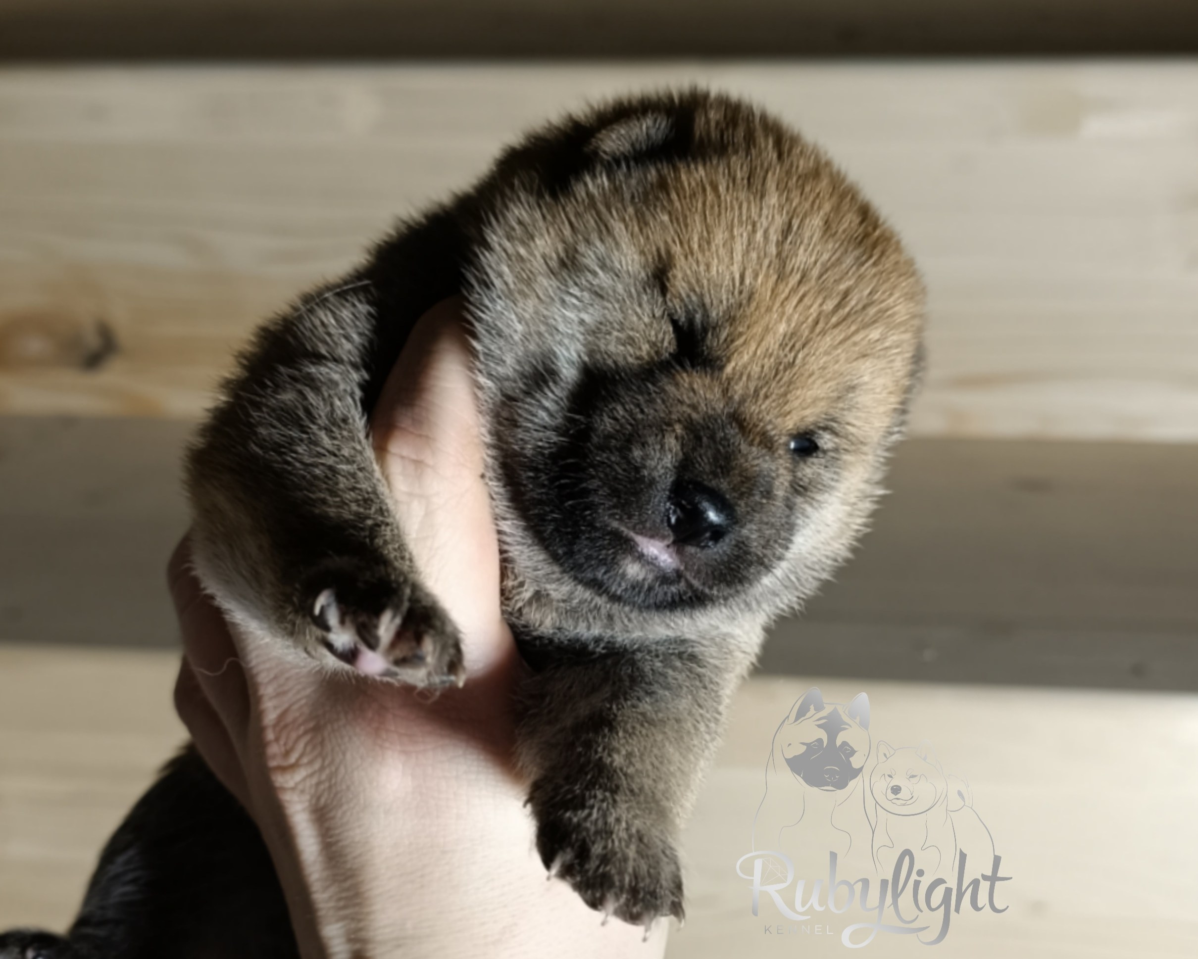 Сиба Rubylight Emma питомник Рубилайт 