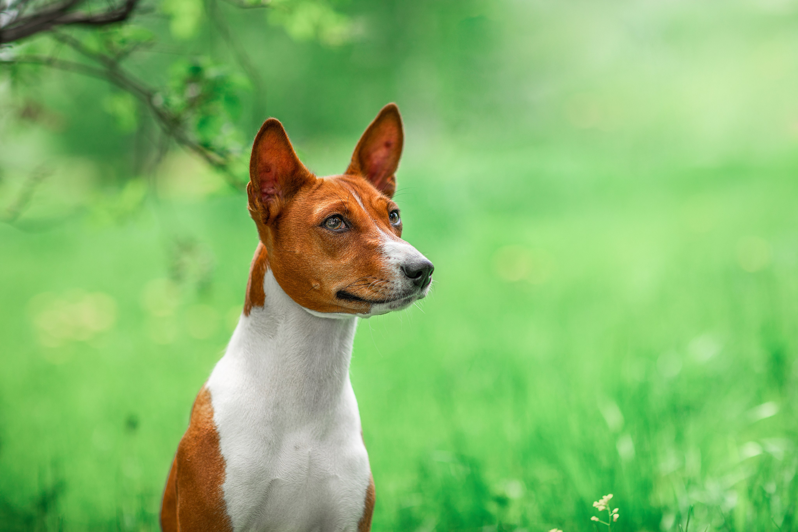 Фотограф для Вашей собаки