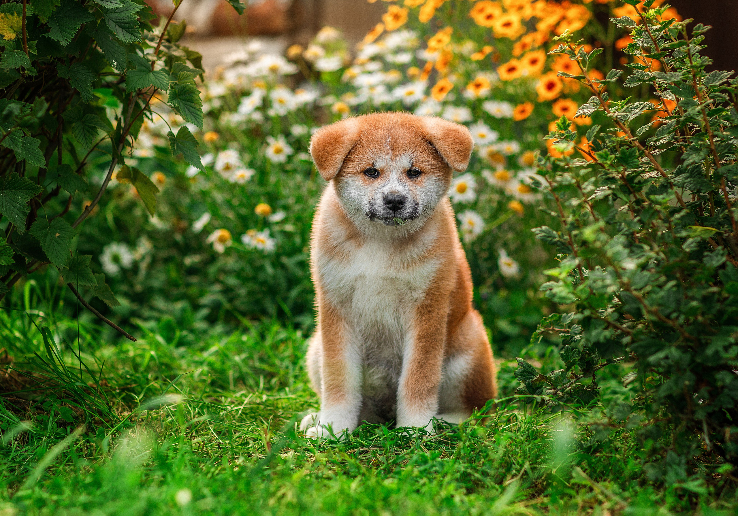 Фотосессия щенков. Фотограф для Вашей собаки