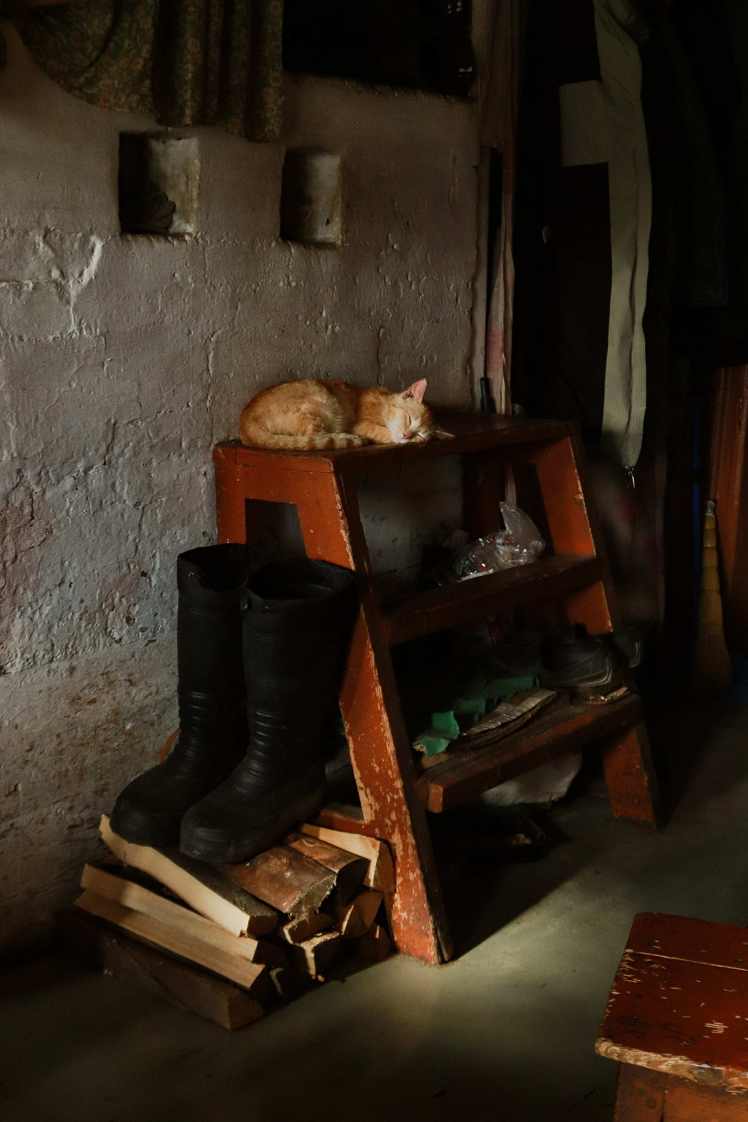 Вепсский ковчег. Полина Щапова БМК235 Медиаком — НИУ ВШЭ