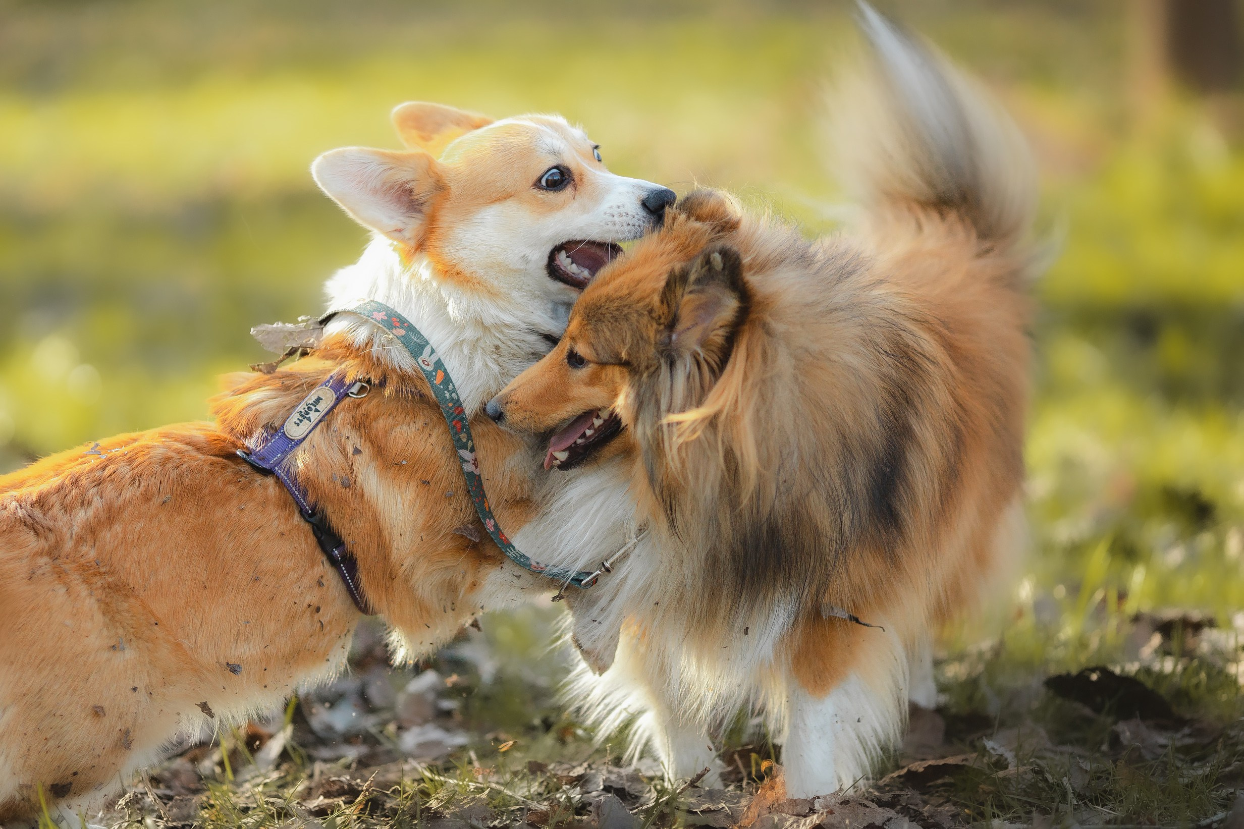 Найк и Меган. Художник и Фотограф Тимохина Юлия