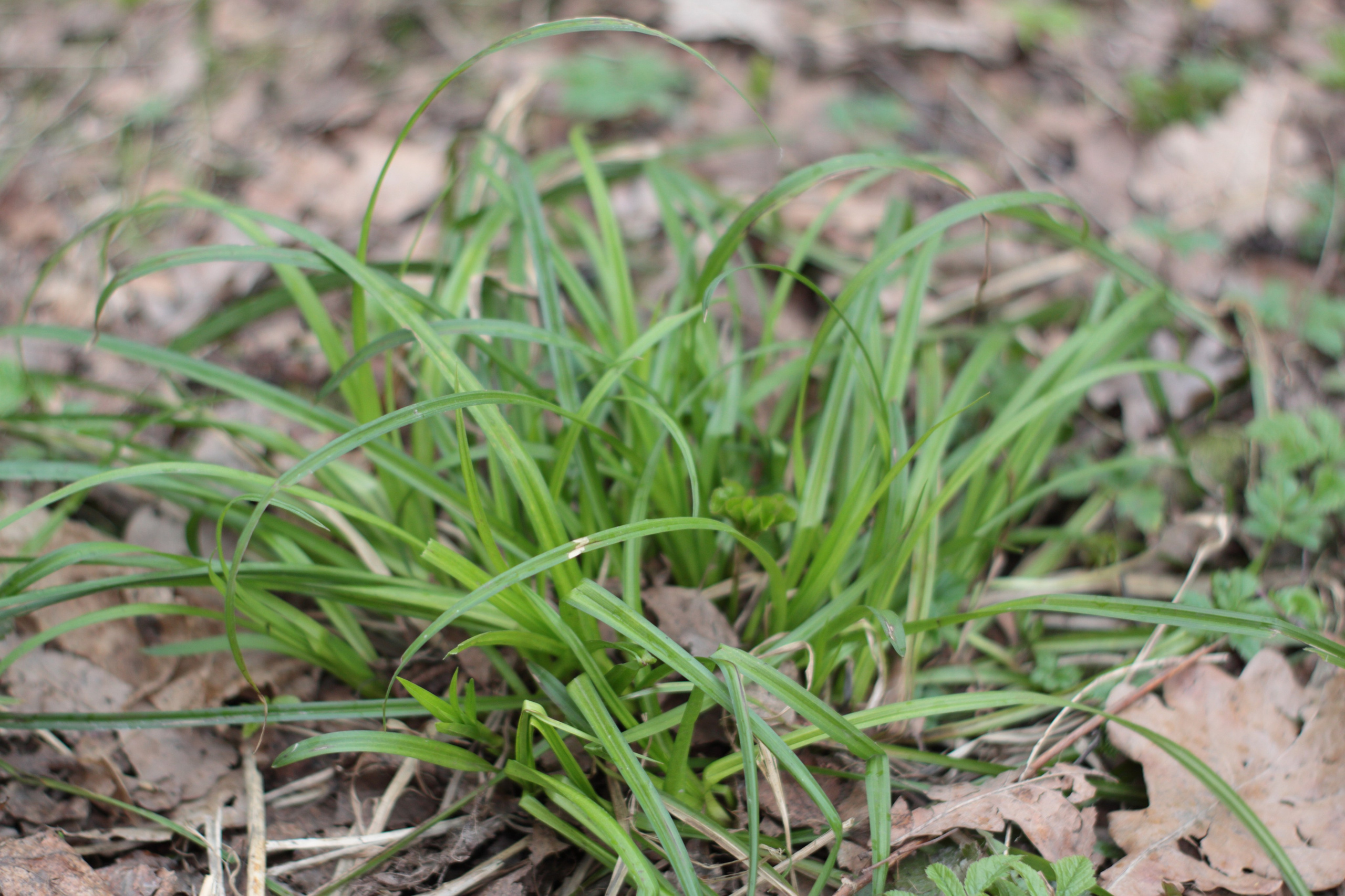 Старое природное, отбирала Katamount (Катерина Горохова). Главная