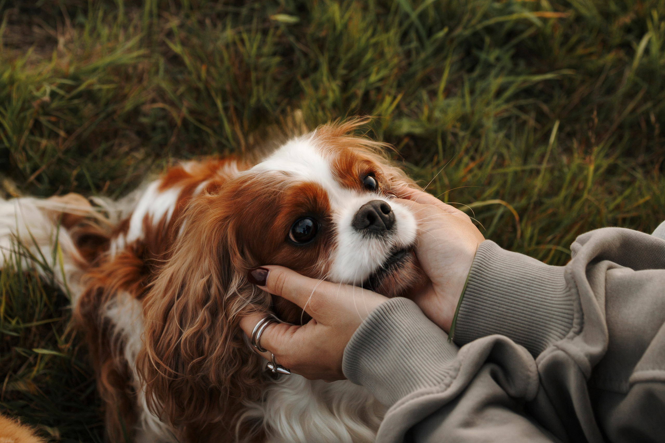 На закате Катерина, Луна и Рикки. Фотограф-анималист в Санкт-Петеребурге Титова Алиса