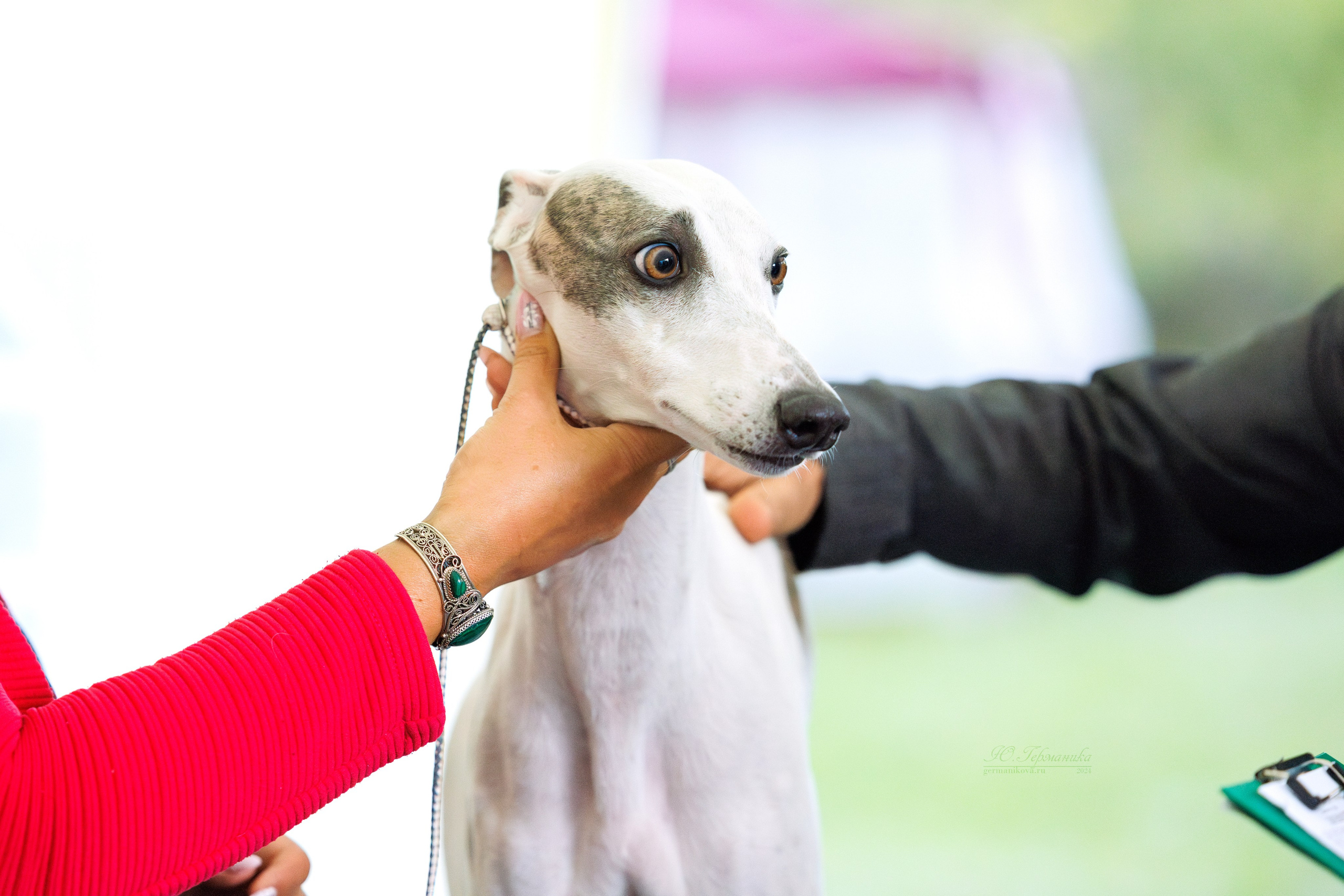 Астана 2хCACIB 17-18.08.2024. Фотограф-анималист Юлия Германика