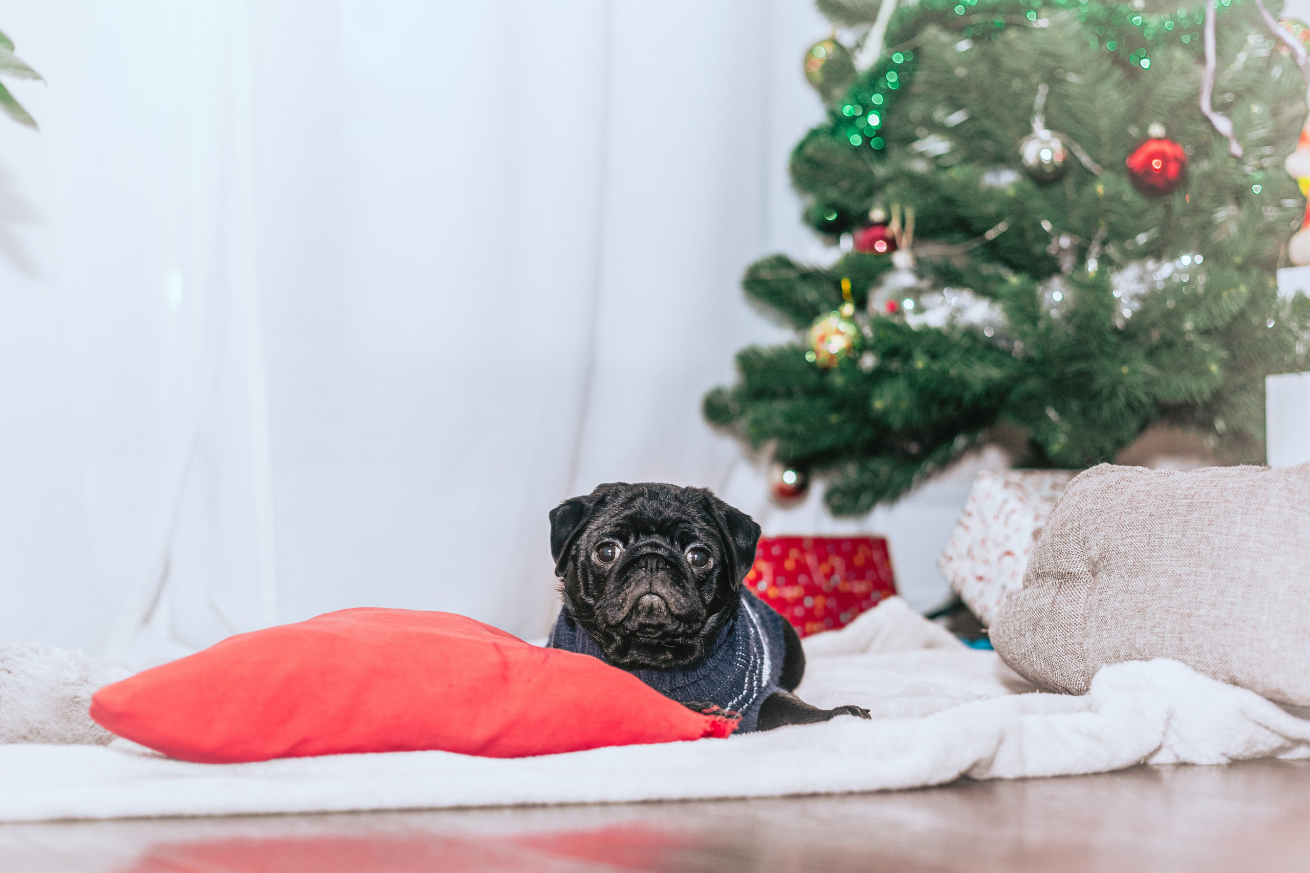 Домашняя фотосессия Оли и двух ее мопсов. Фотограф-анималист Татьяна Степанова