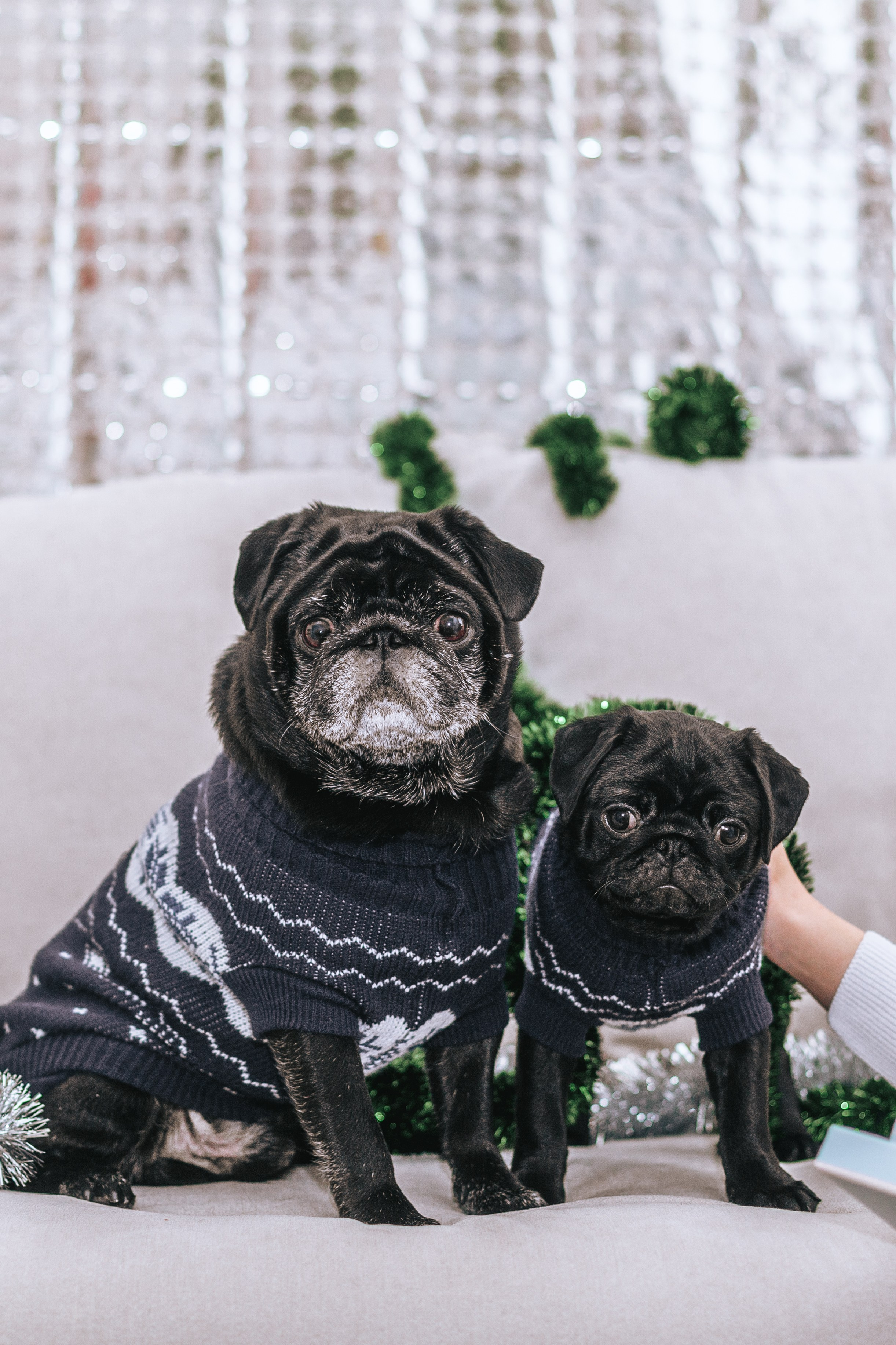 Домашняя фотосессия Оли и двух ее мопсов. Фотограф-анималист Татьяна Степанова