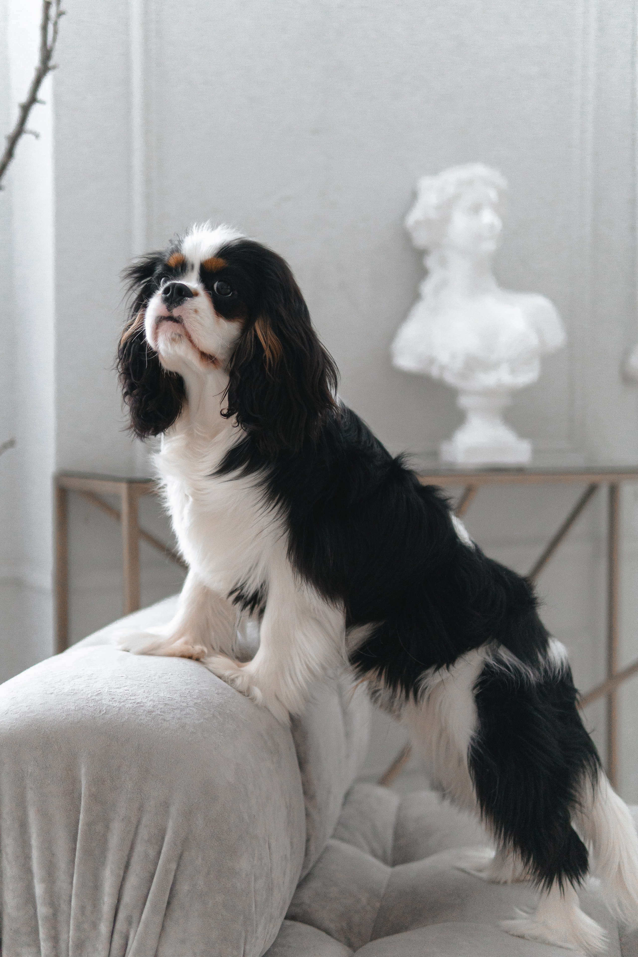 Belle Destino Harley Davidson: история о брутальном щенке. Портретный и репортажный фотограф в Воронеже: Анастасия Пузикова