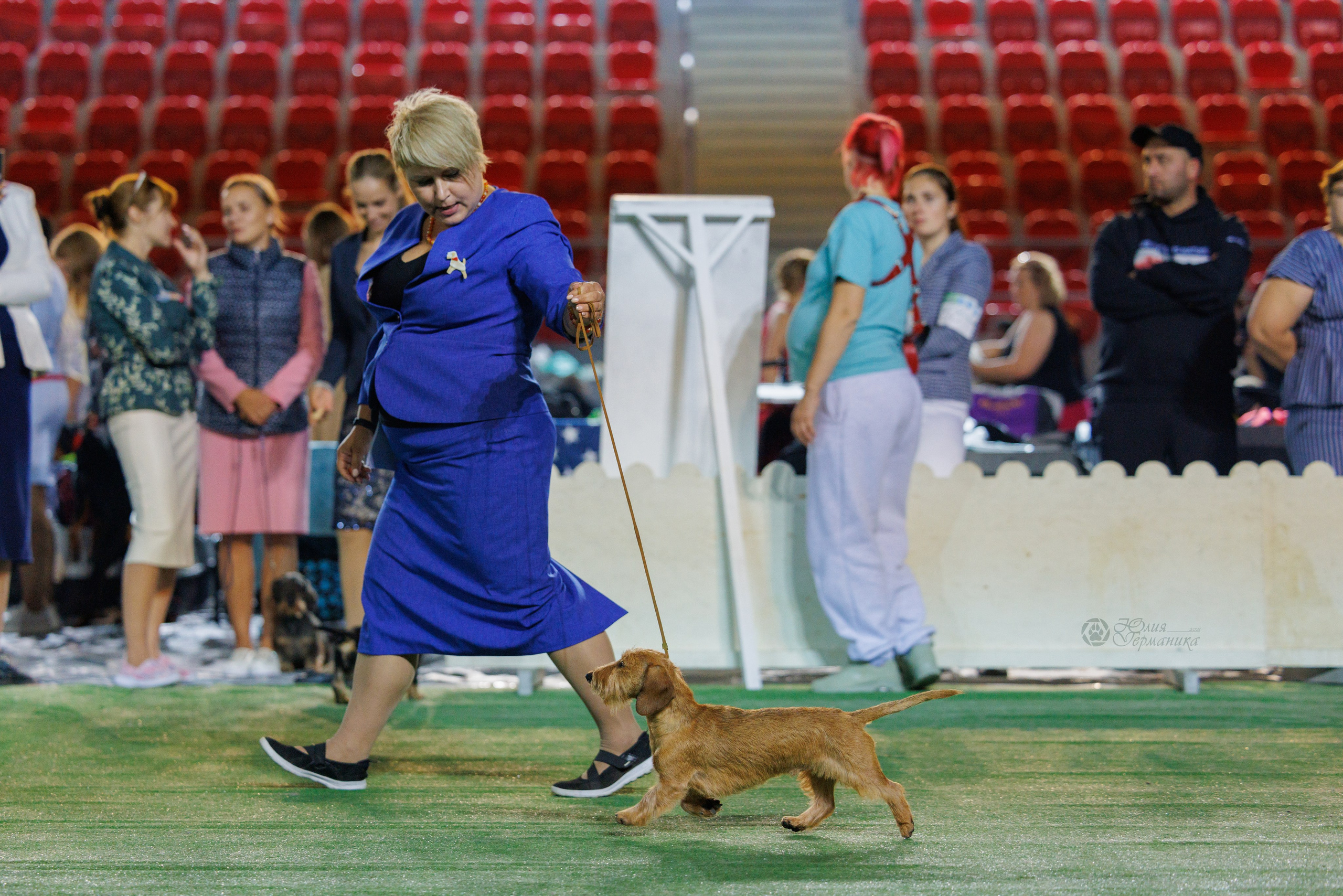 Грузия,Телави 2хCACIB 19-20.10.2024. Фотограф-анималист Юлия Германика