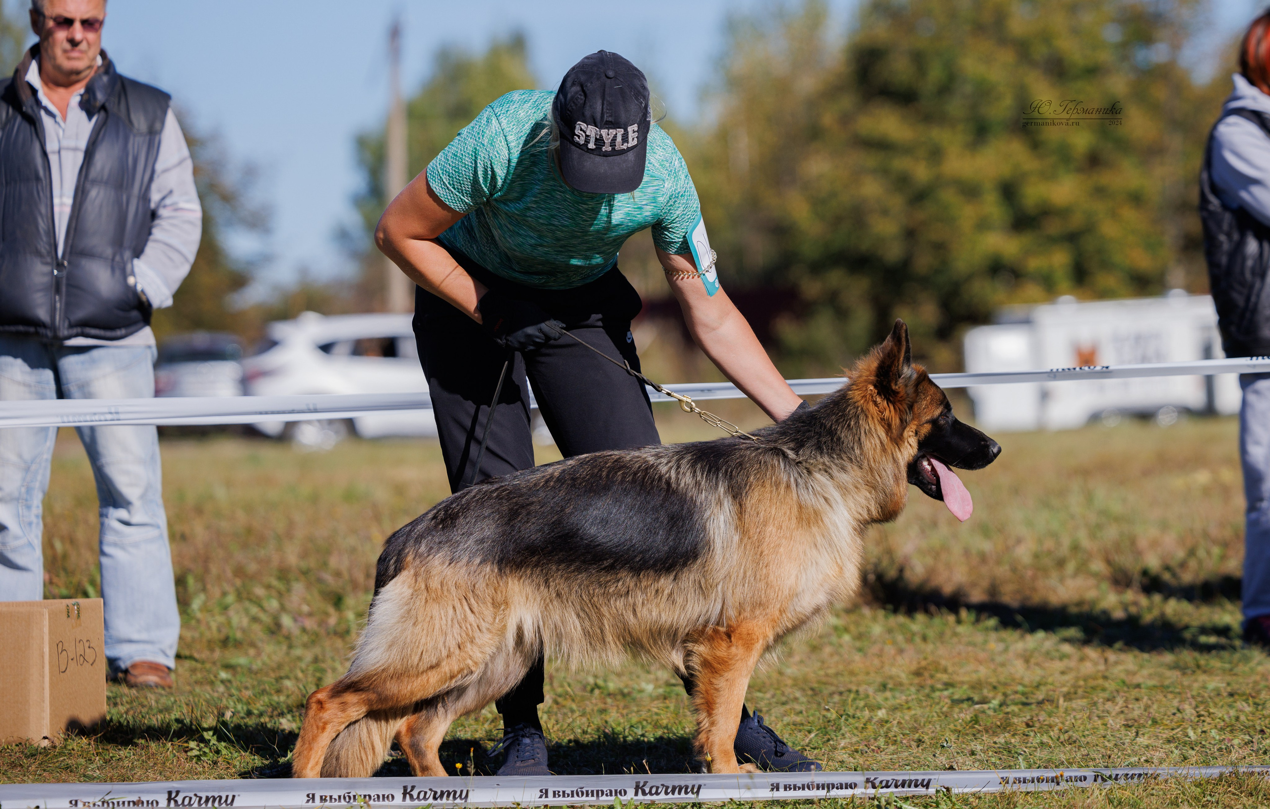 Тверь немецкие овчарки 22.09.2024. Фотограф-анималист Юлия Германика