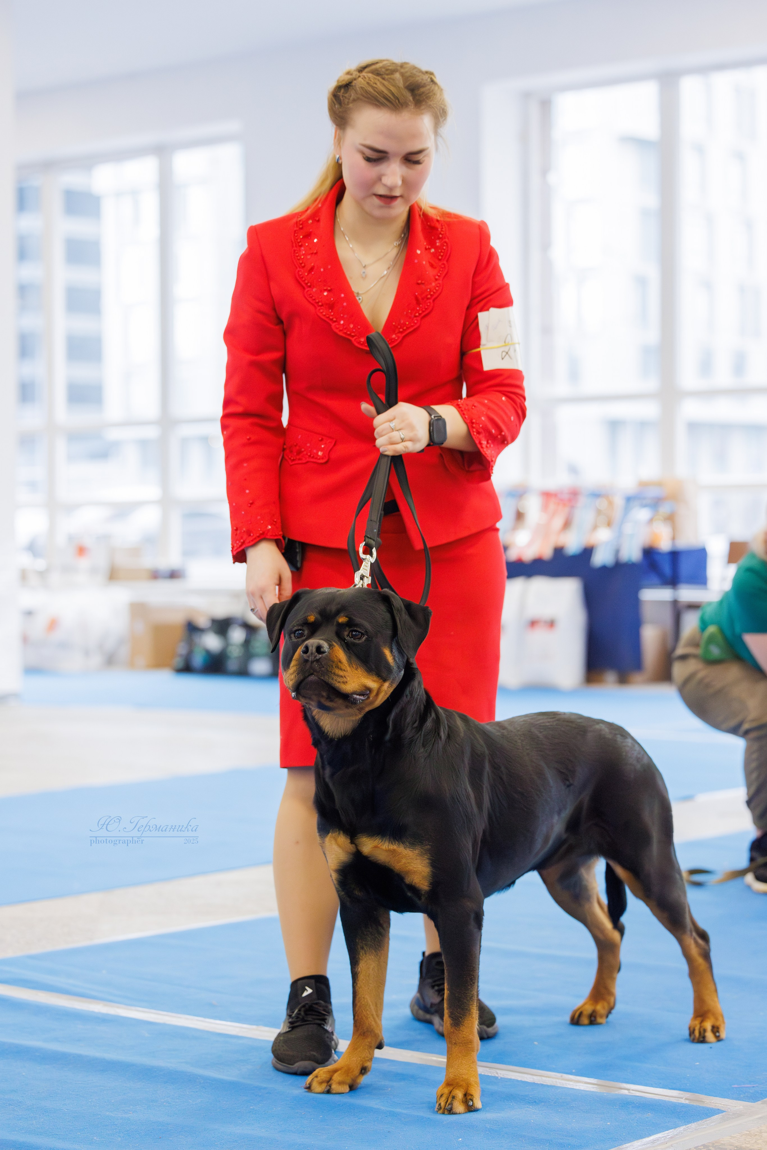 Питер ротвейлеры 18.01,Крокус 19.01.2025. Фотограф-анималист Юлия Германика
