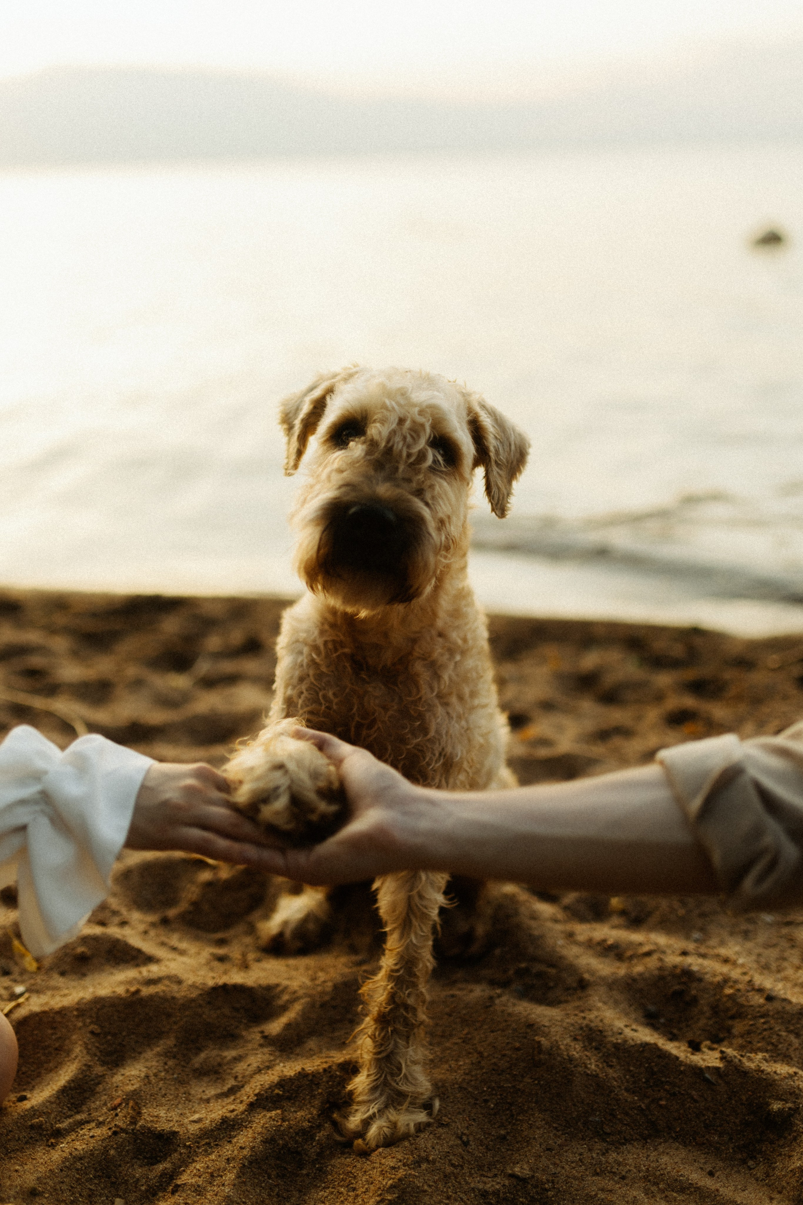 Аня, Влад и Джек. Фотограф в Санкт-Петербурге