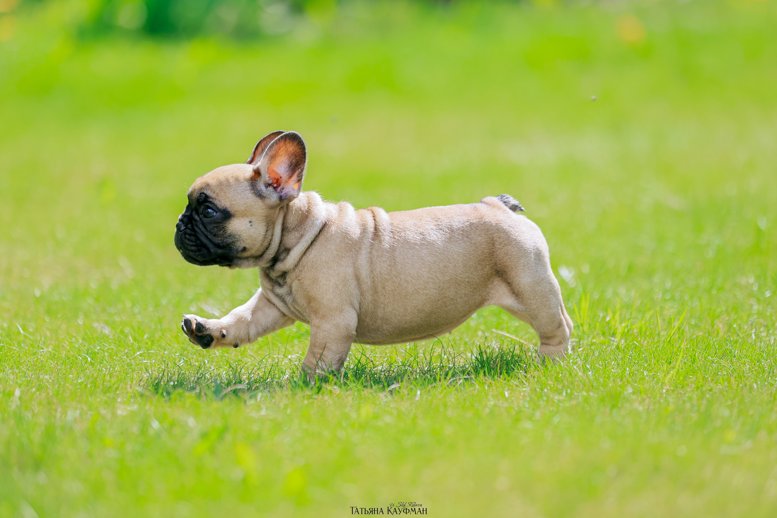 Французский бульдог, фотография французского бульдога, щенки бульдога, щенки французского бульдога, красивая собака, фотограф анималист, фотокурс Анималистика, научиться фотографировать собак, фотограф Новосибирск