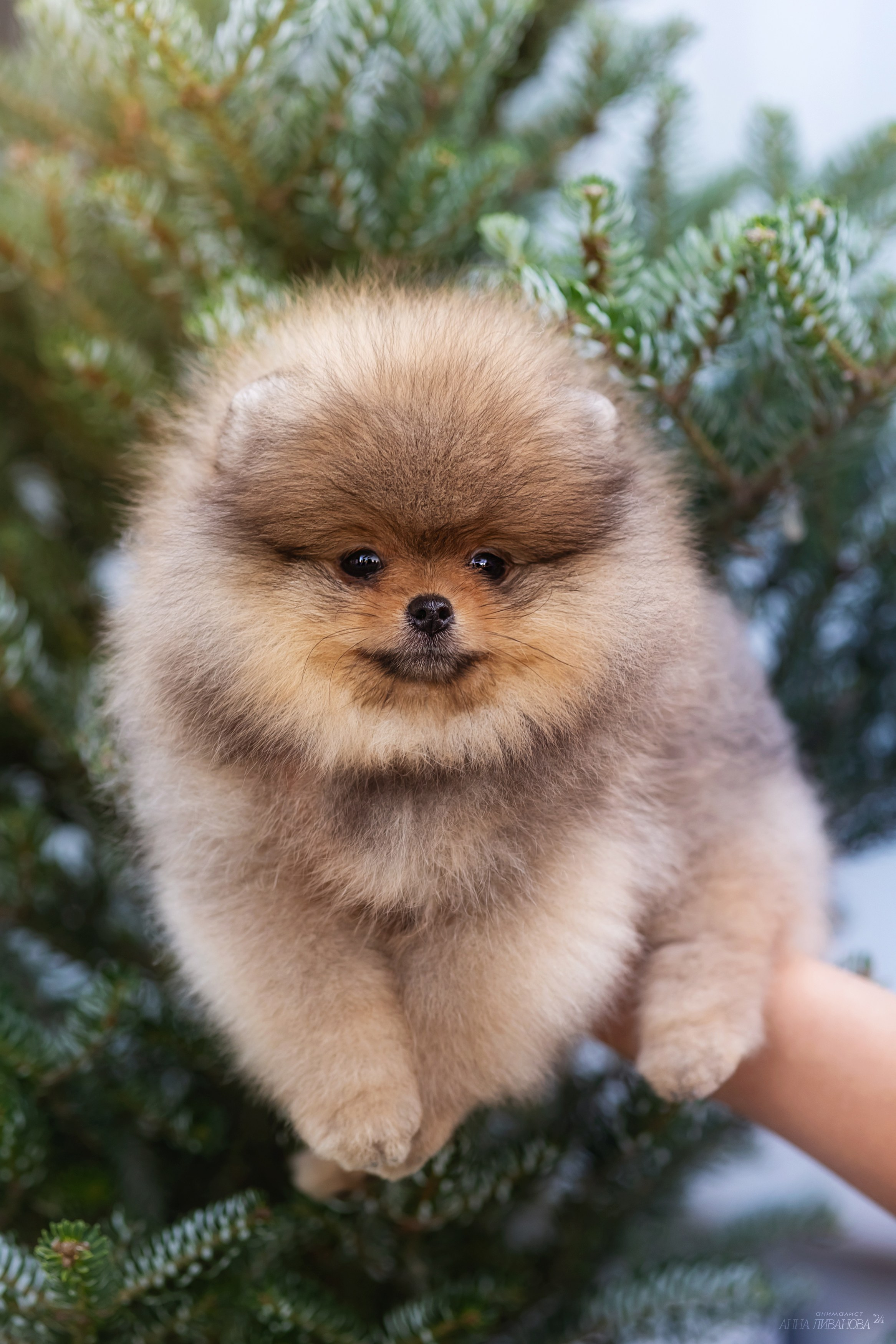 Шпицулики. Фотограф анималист Аня Ливанова | Рыбинск