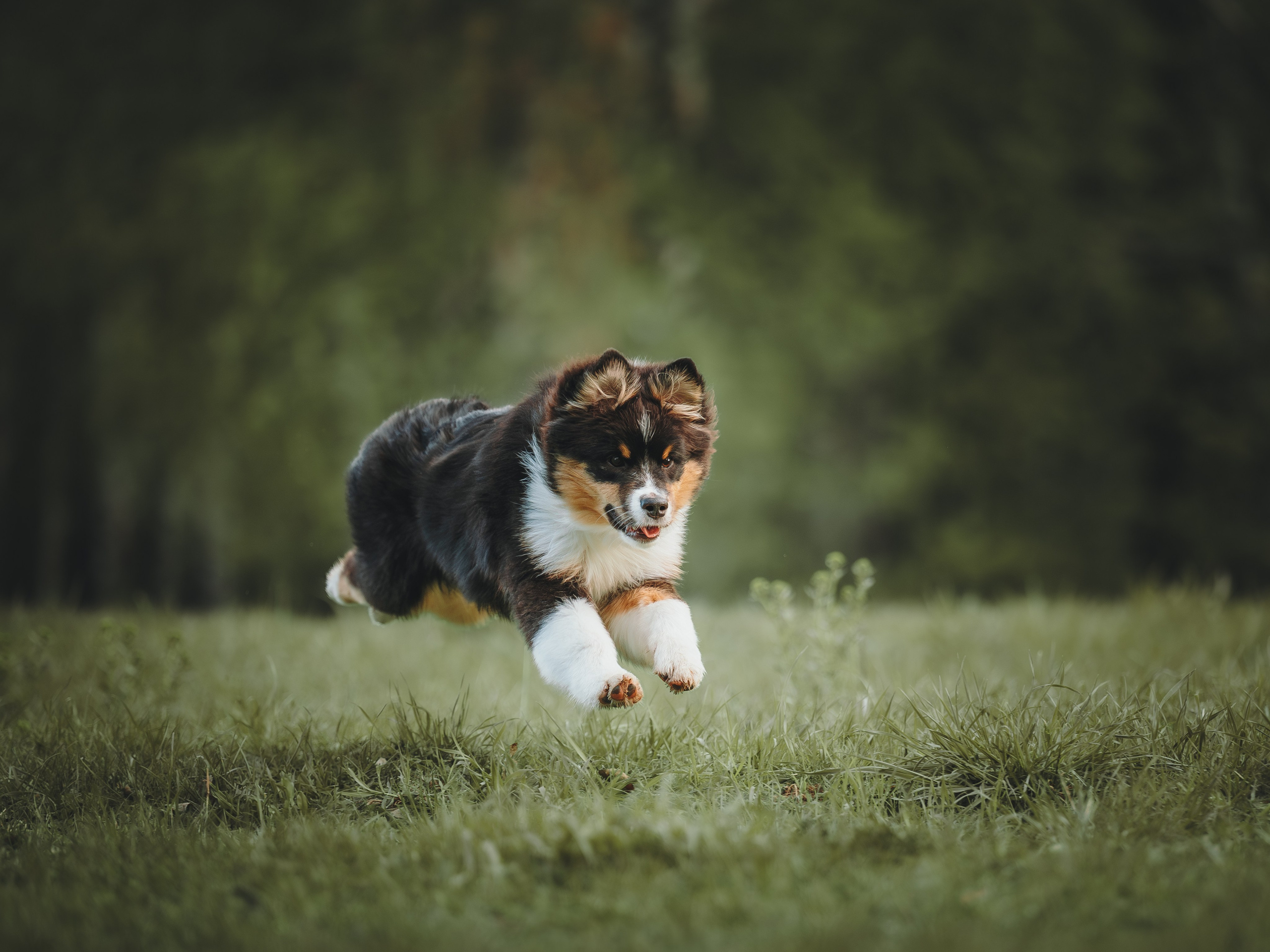 Софья и Сажик. Семейный фотограф анималист Ананьева Мария — Москва