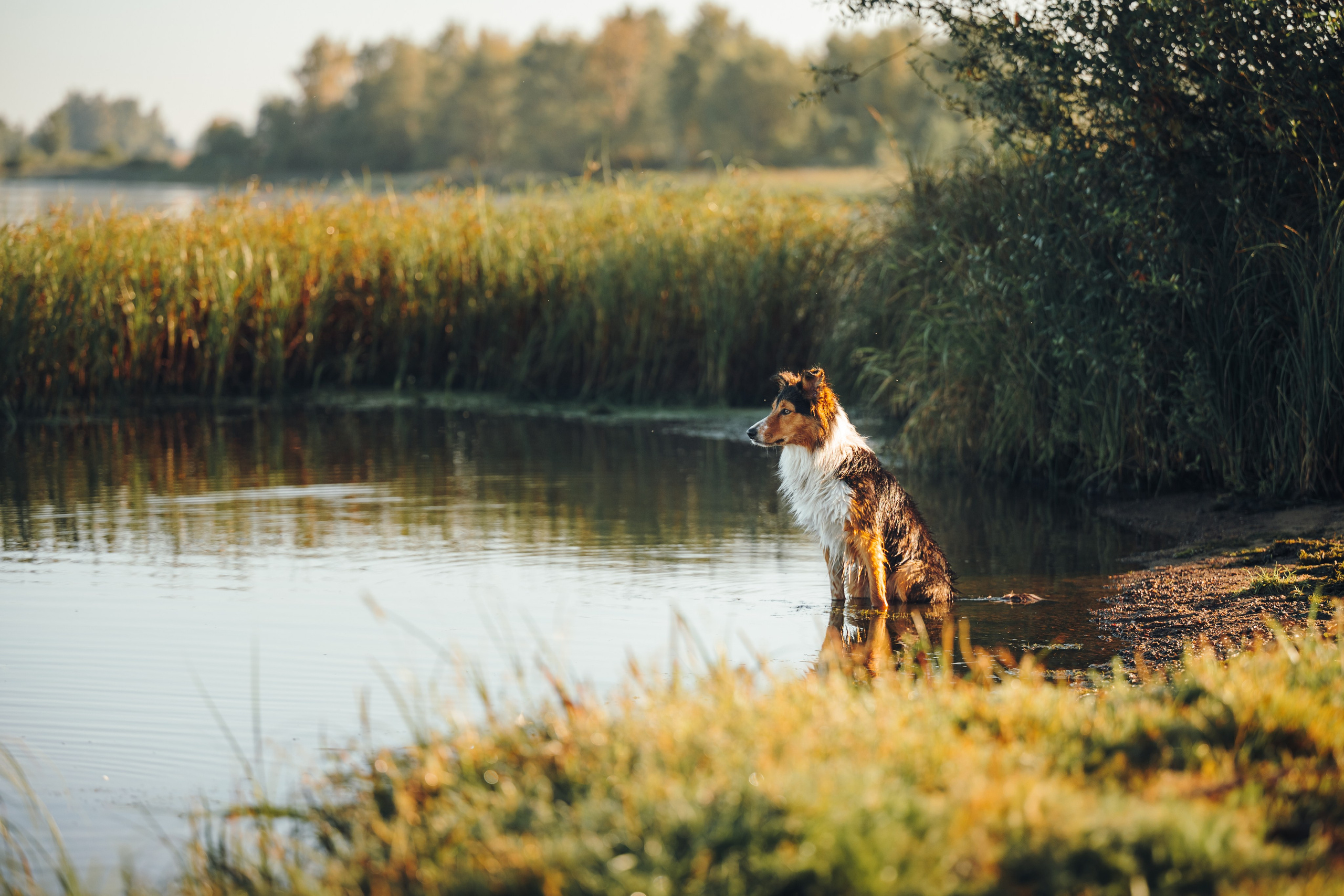 Саша, Флик и Эсприт. Семейный фотограф анималист Ананьева Мария — Москва