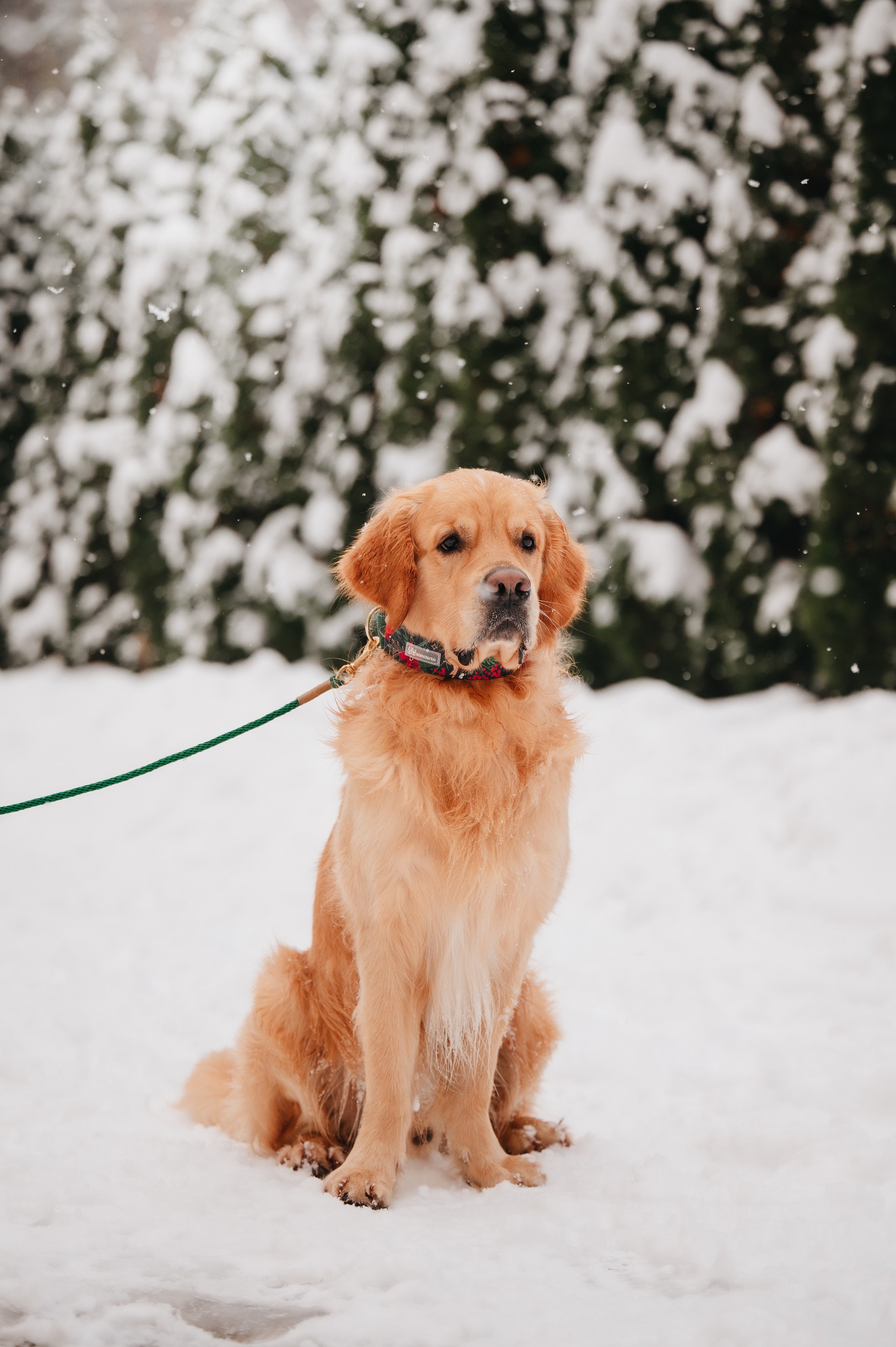 Bender&Frai. Зимняя коллекция. Семейный фотограф анималист Ананьева Мария — Москва