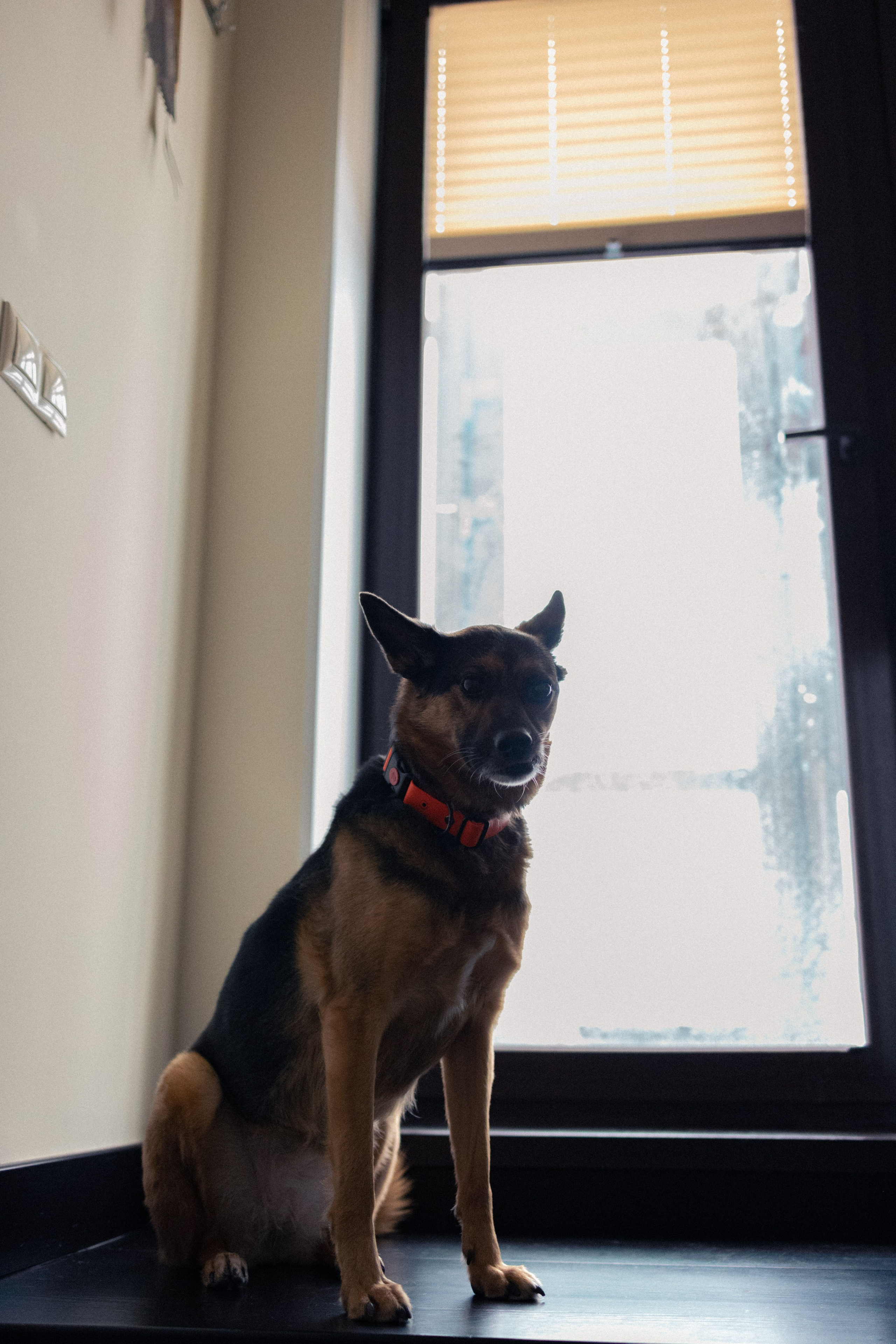 Ника, Матиша и Герда. Фотограф-анималист в Москве Лера Черноног