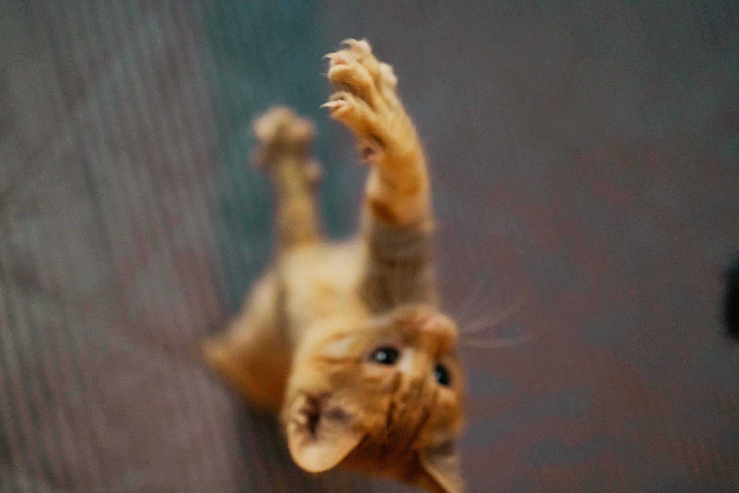 Кускус. Фотограф-анималист в Москве Лера Черноног