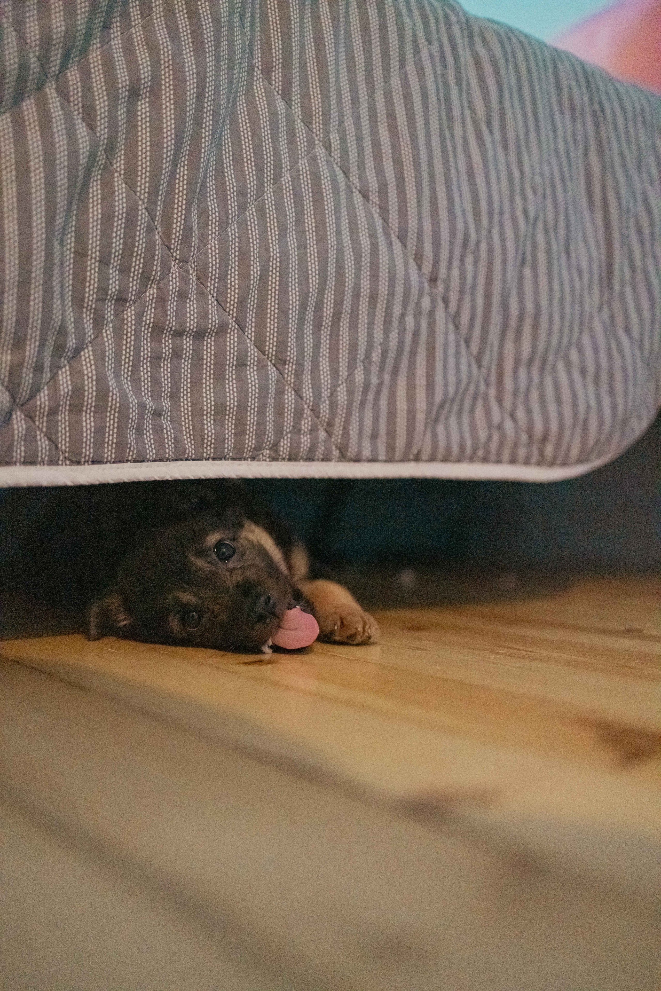 Пеппа. Фотограф-анималист в Москве Лера Черноног