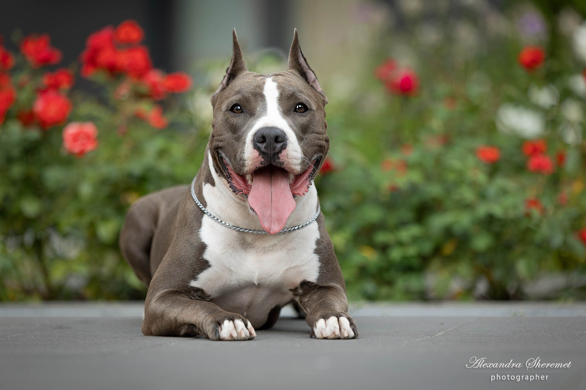 Шерри. Фотограф-анималист Александра Шеремет