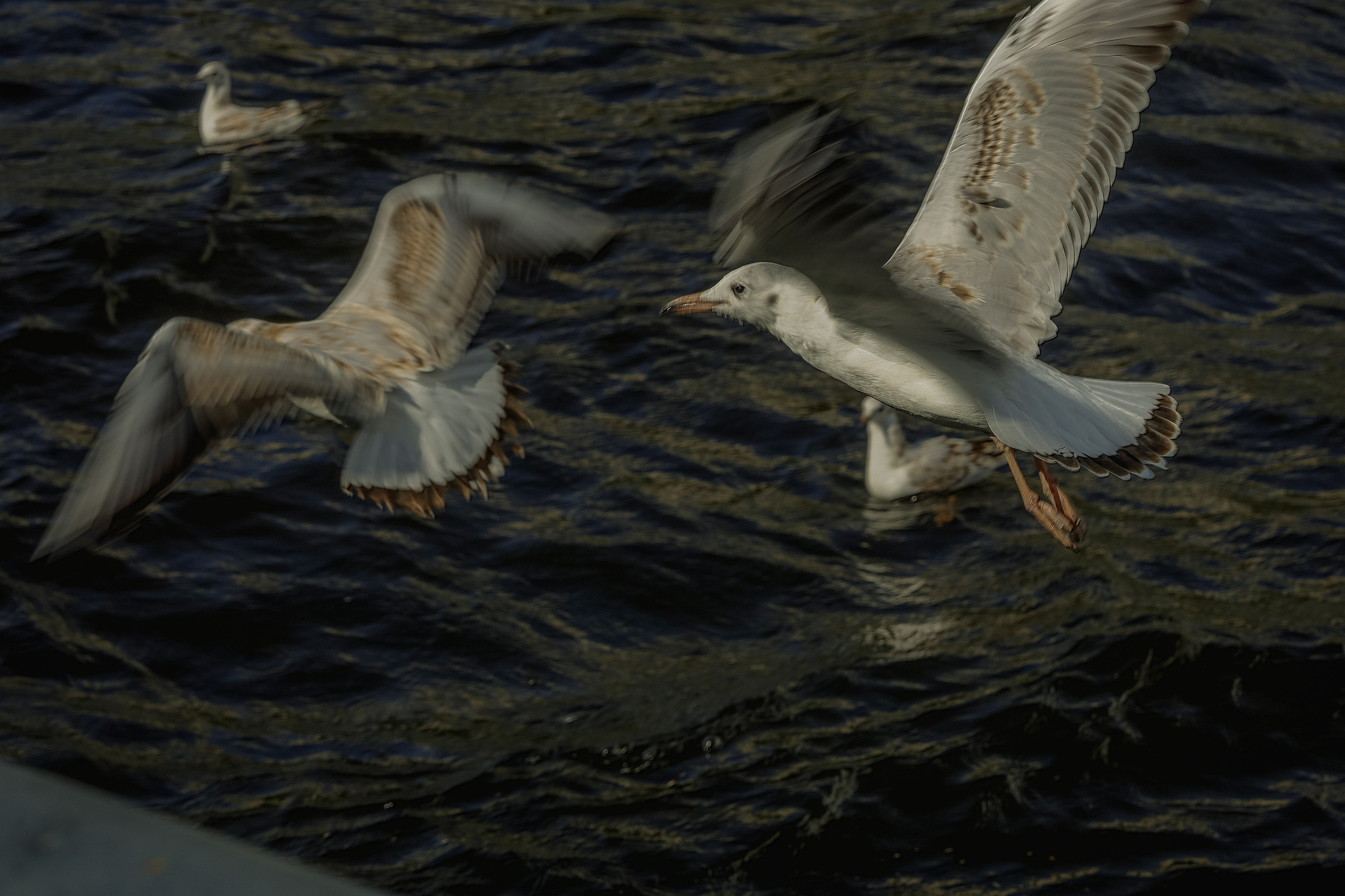 Природа &. Фотохудожник в СПб